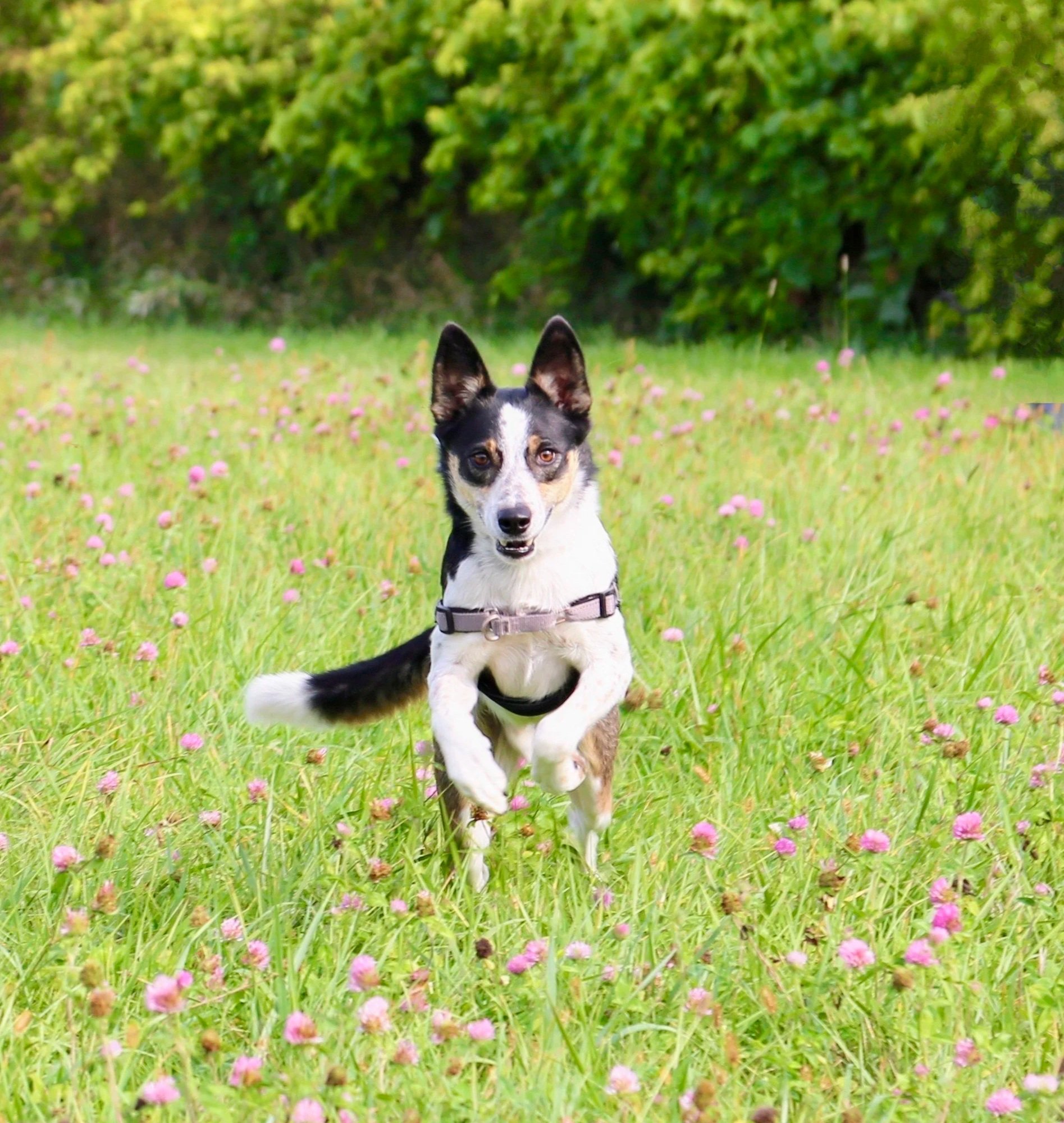A black and white dog running through a grassy field with pink flowers, with green trees in the background.