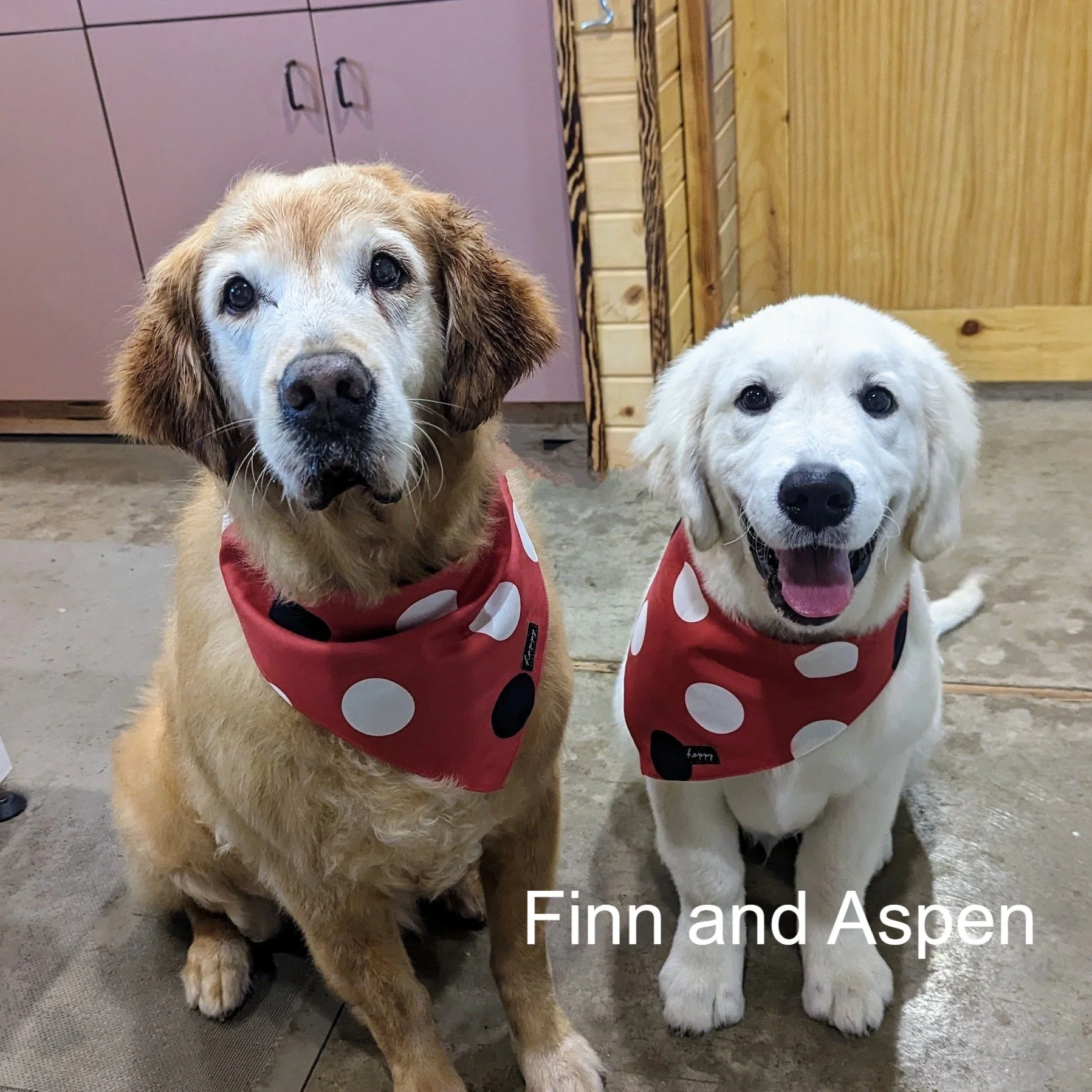 Two dogs, a Golden Retriever and a white Labrador Retriever, sitting indoors on a concrete floor, wearing matching red bandanas with white polka dots, with the text 'Finn and Aspen' at the bottom.