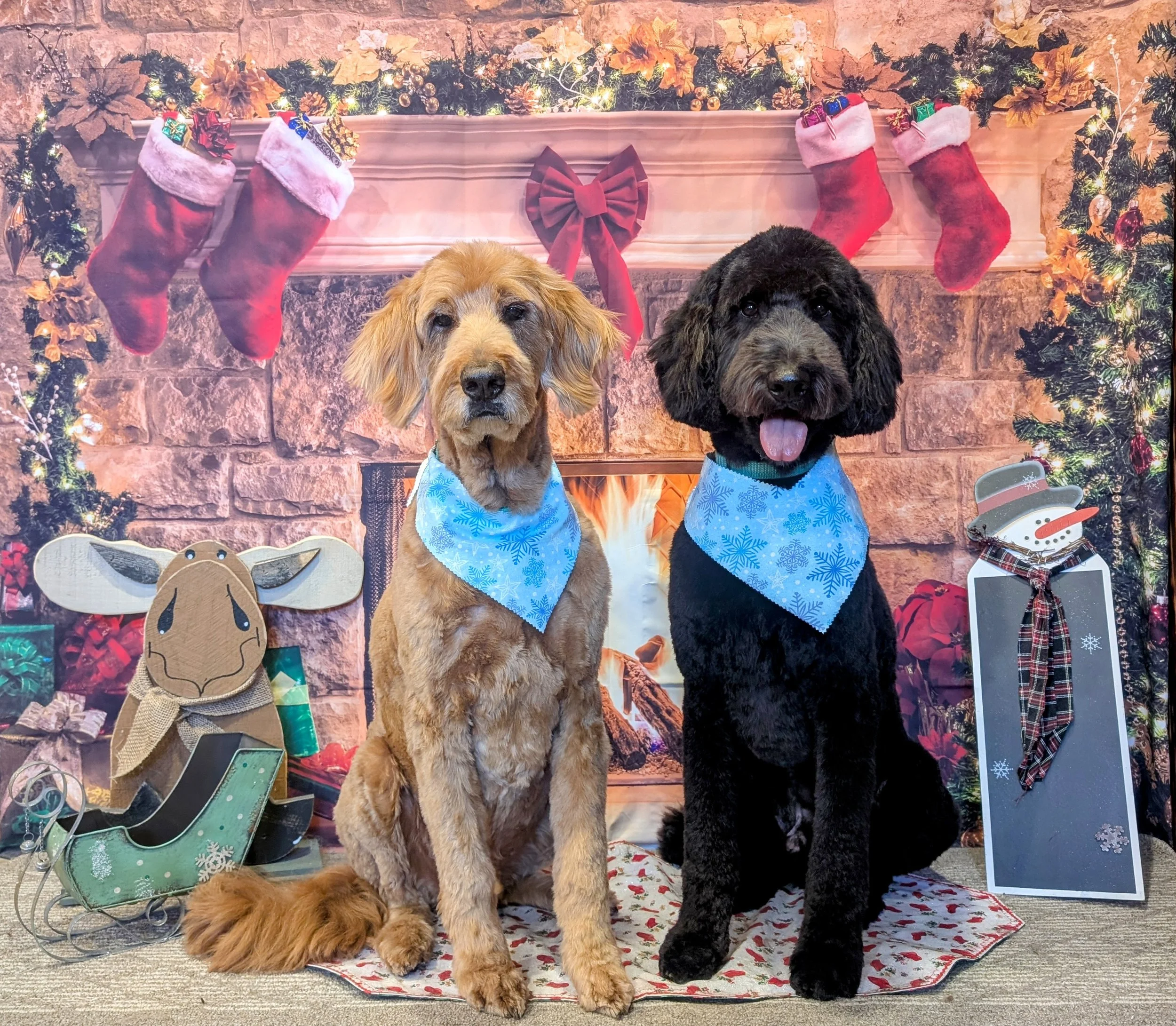 Two dogs wearing blue bandanas sitting in front of a Christmas fireplace scene with stockings, garland, and holiday decorations.