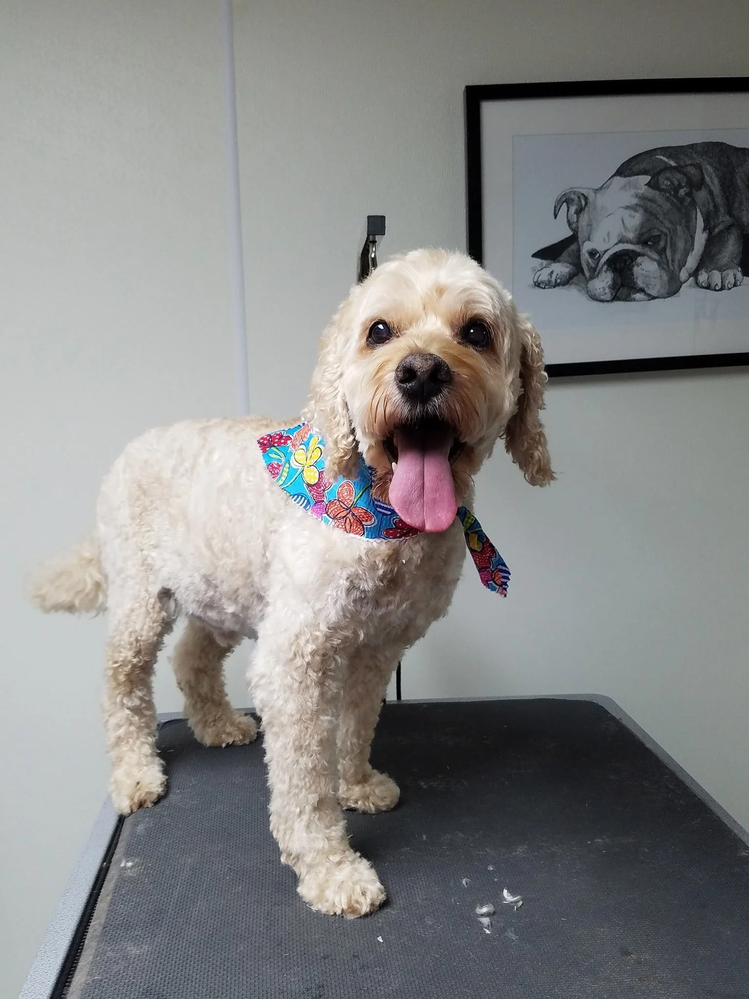 A cheerful cream-colored dog with curly fur, wearing a colorful butterfly-patterned bandana, standing on a grooming table in a pet grooming salon.