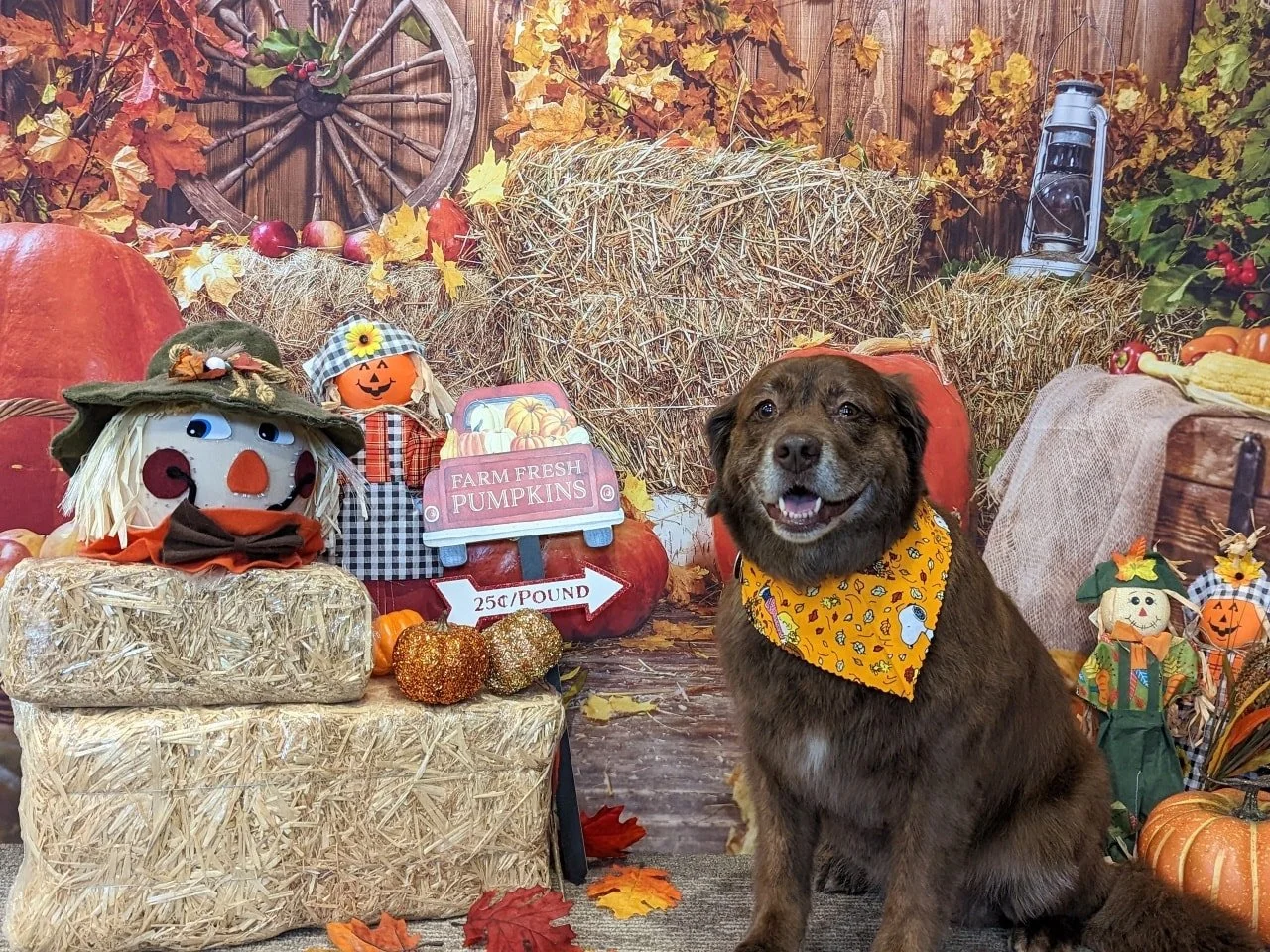 A happy brown dog with a yellow bandana sitting in front of a fall harvest scene. The scene includes hay bales, pumpkins, scarecrows, apples, an apple basket, an old lantern, and colorful autumn leaves.