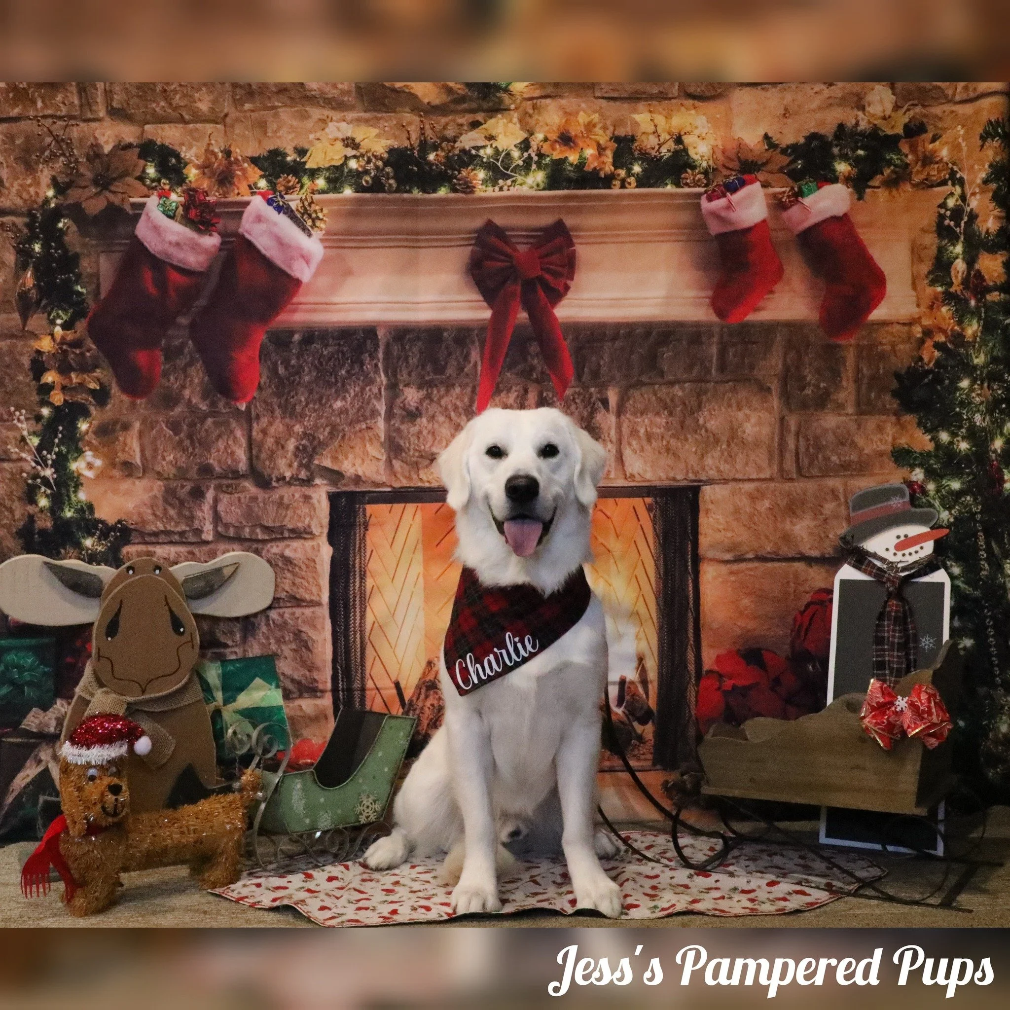 A white dog wearing a red and black plaid Christmas bandana with the name 'Charlie' sitting in front of a festive Christmas fireplace decorated with stockings, garland, and Christmas ornaments.