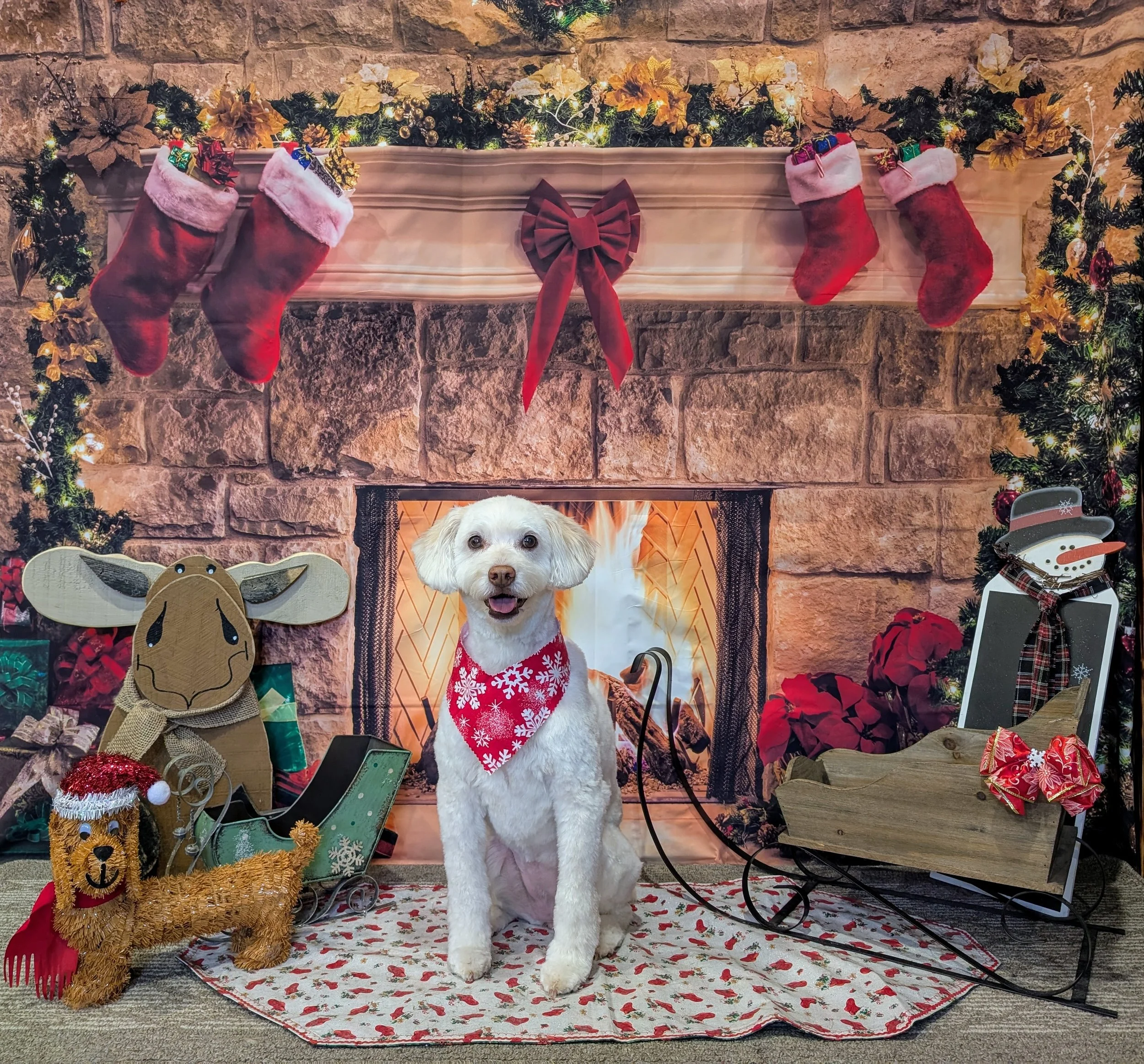 A white dog wearing a red Christmas bandana sitting in front of a decorated fireplace with stockings, Christmas decorations, and a fire burning in the background.
