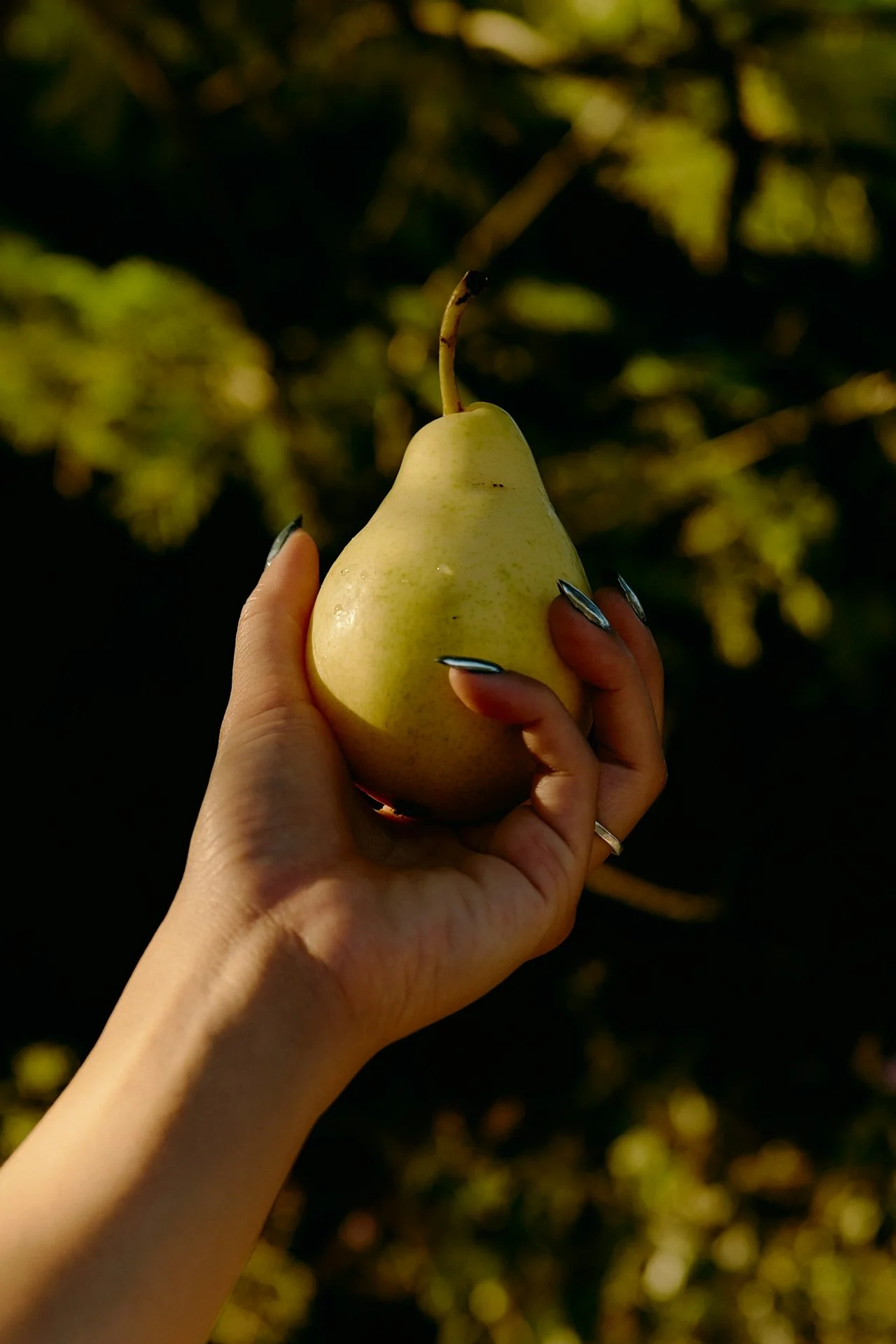 A person holding a yellow pear with a dark background of blurred trees and foliage.