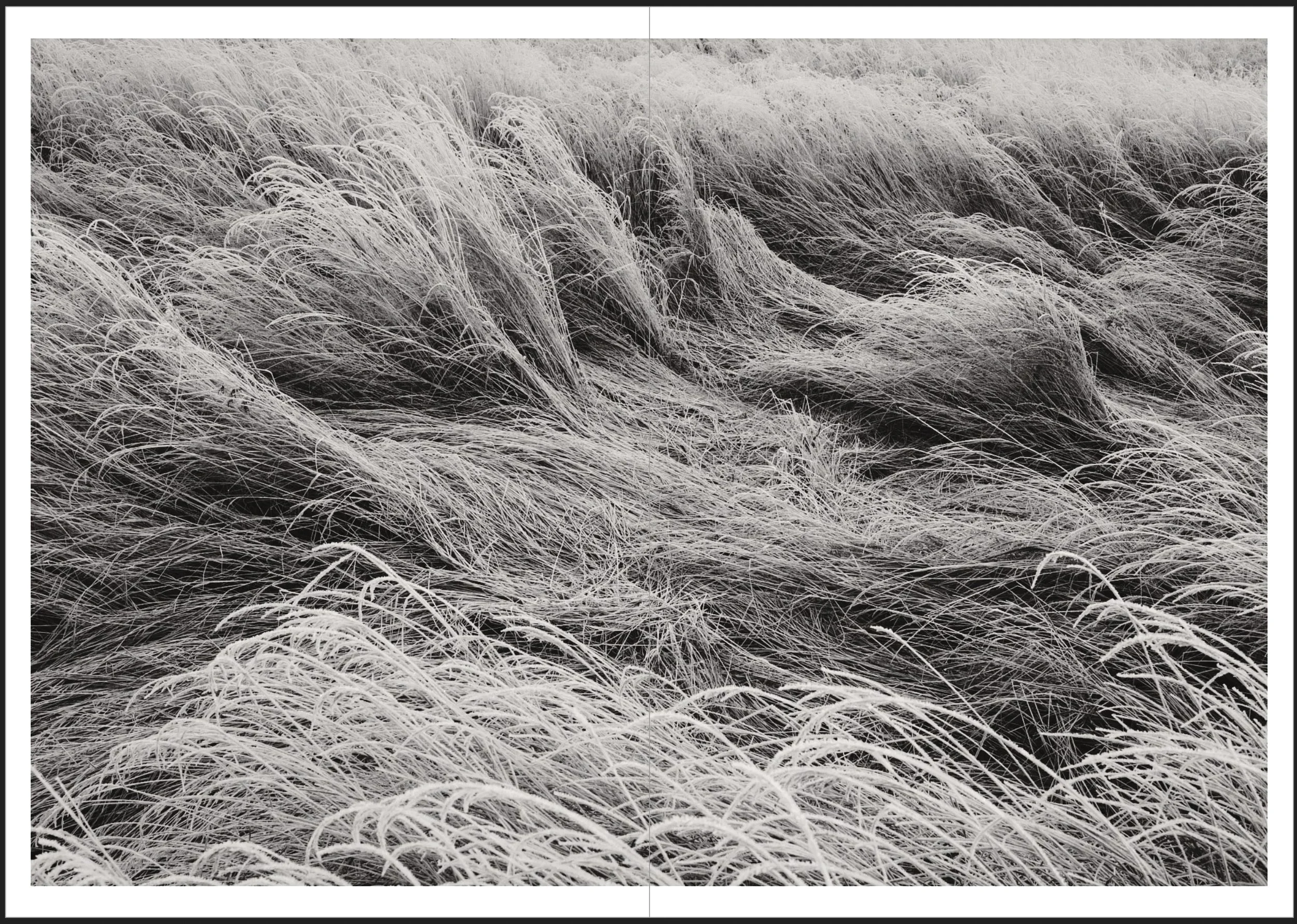 Field of tall, dry grass swaying in the wind, in black and white.