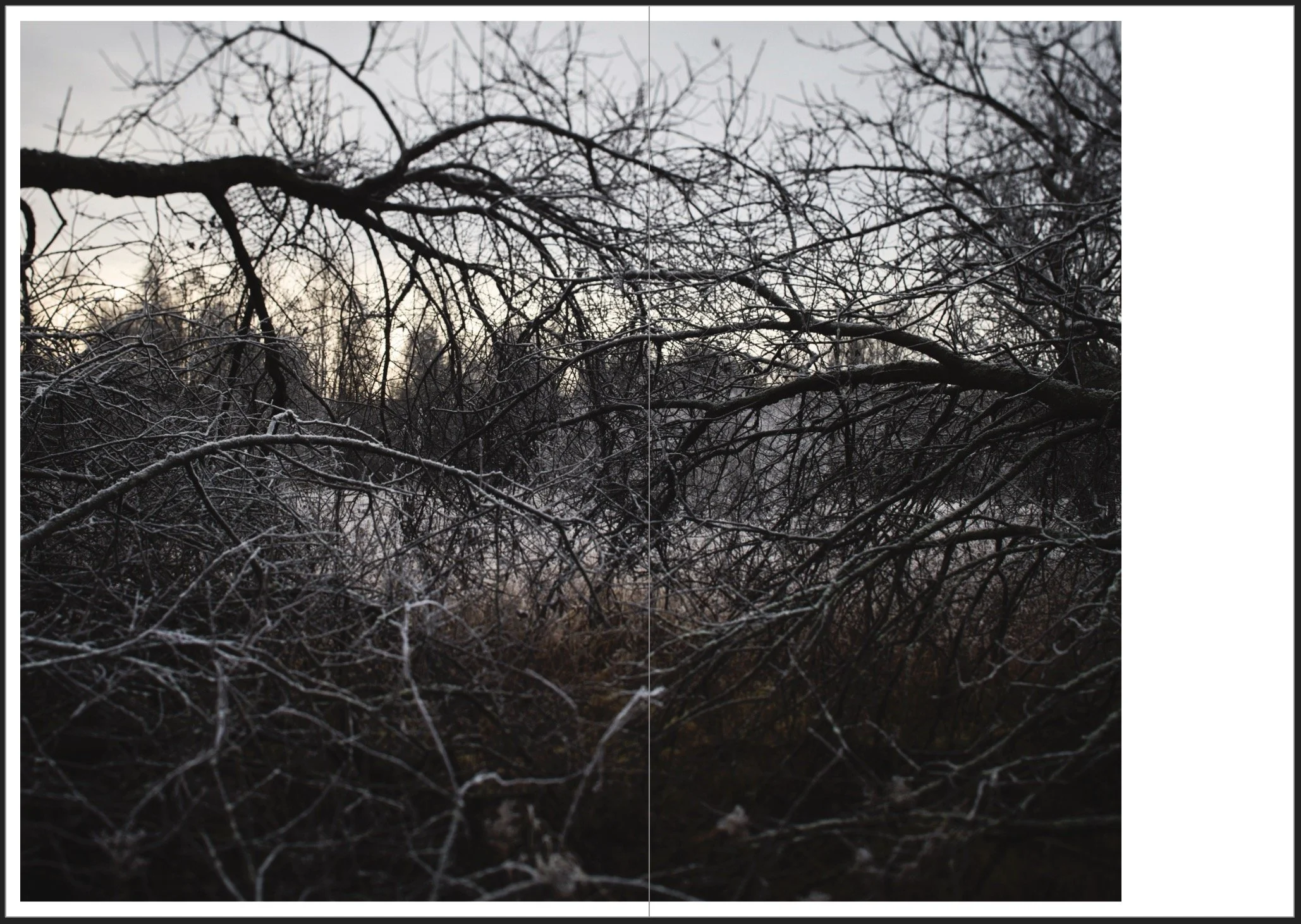 A dense tangle of leafless tree branches covered in snow, with a pale sky in the background.