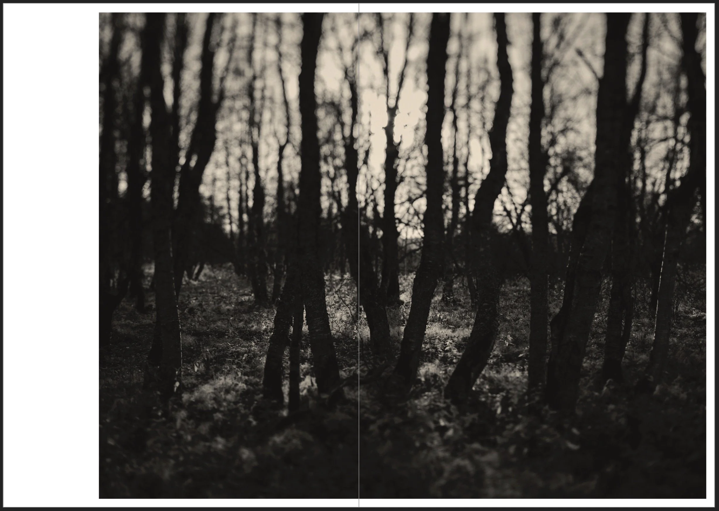 Black and white photo of a dense forest with tall, thin trees, and overcast sky, creating a moody and mysterious atmosphere.