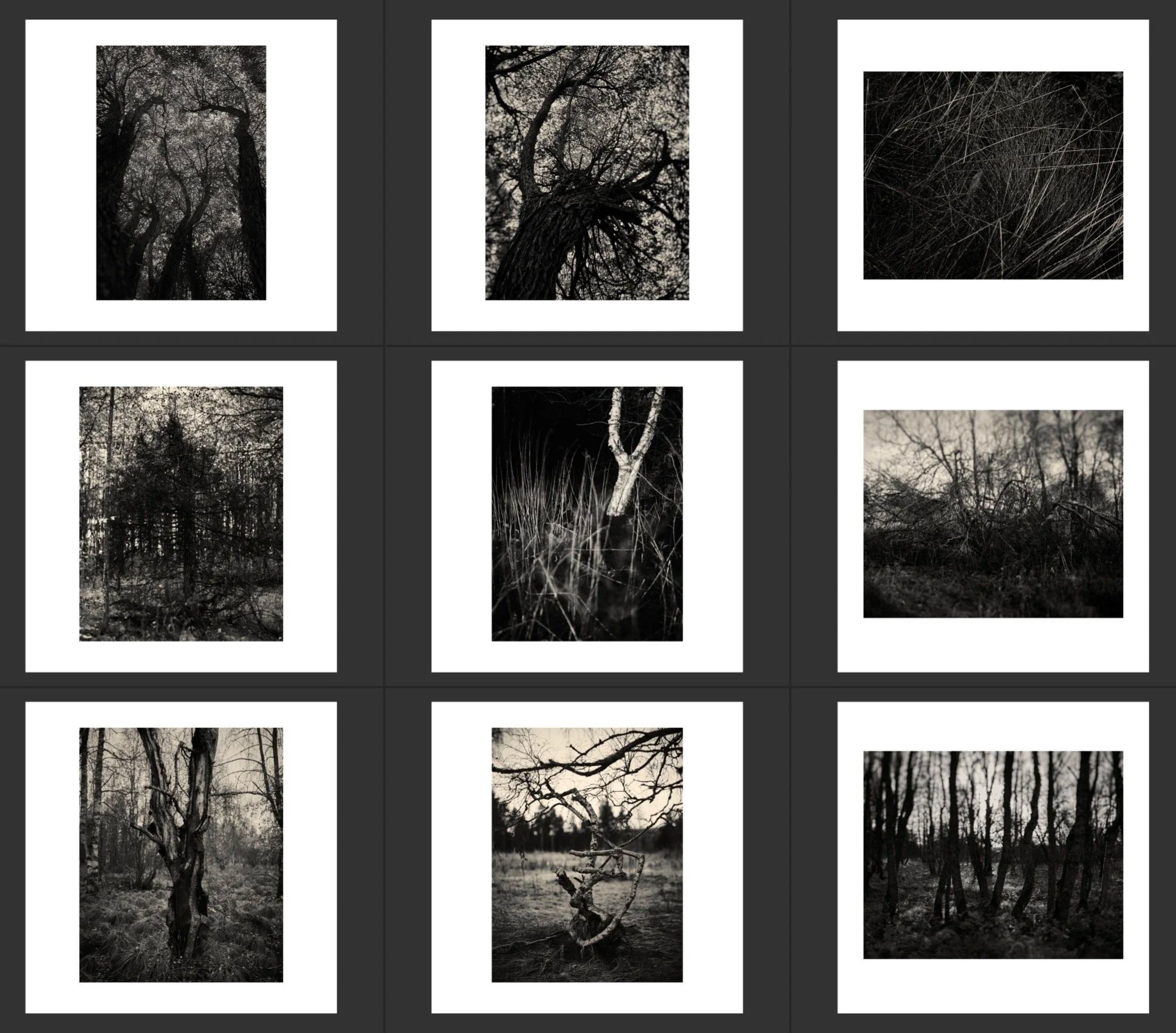Twigs & Branches, 2025 →
