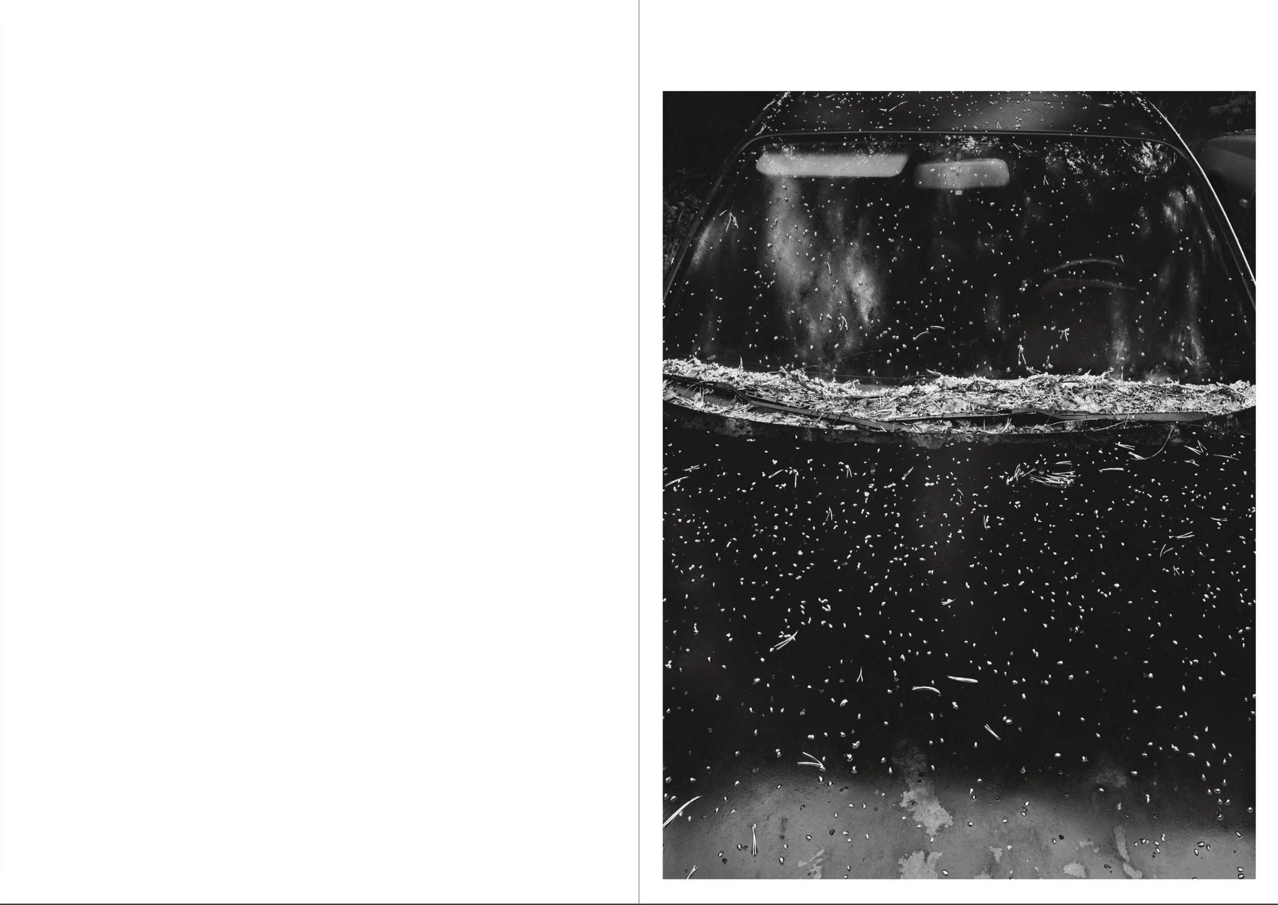 Black and white photograph of a car's front windshield with rain droplets and leaves on it, reflecting trees and sky.