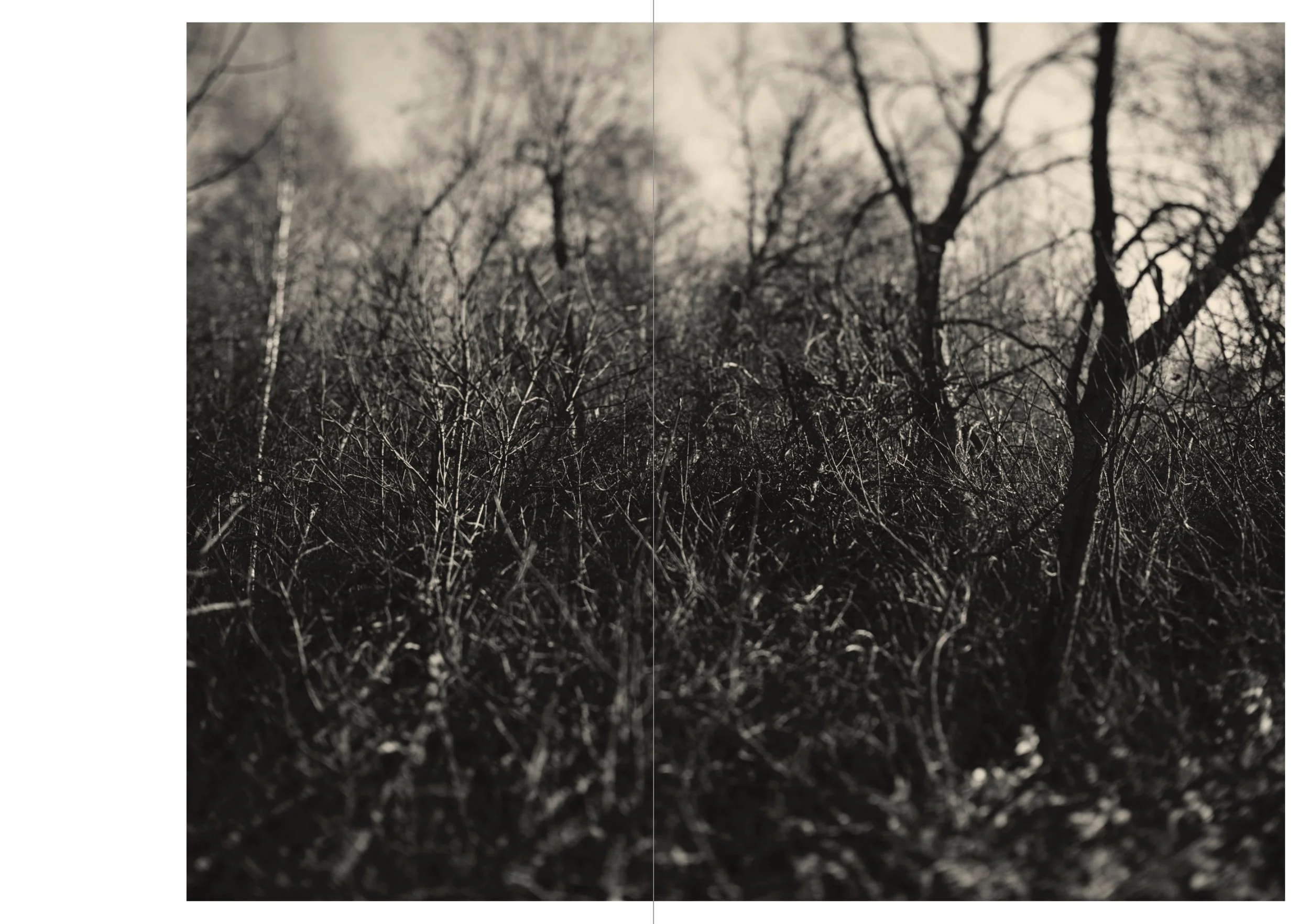 Black and white photo of leafless trees with tangled branches and a hazy sky in the background.