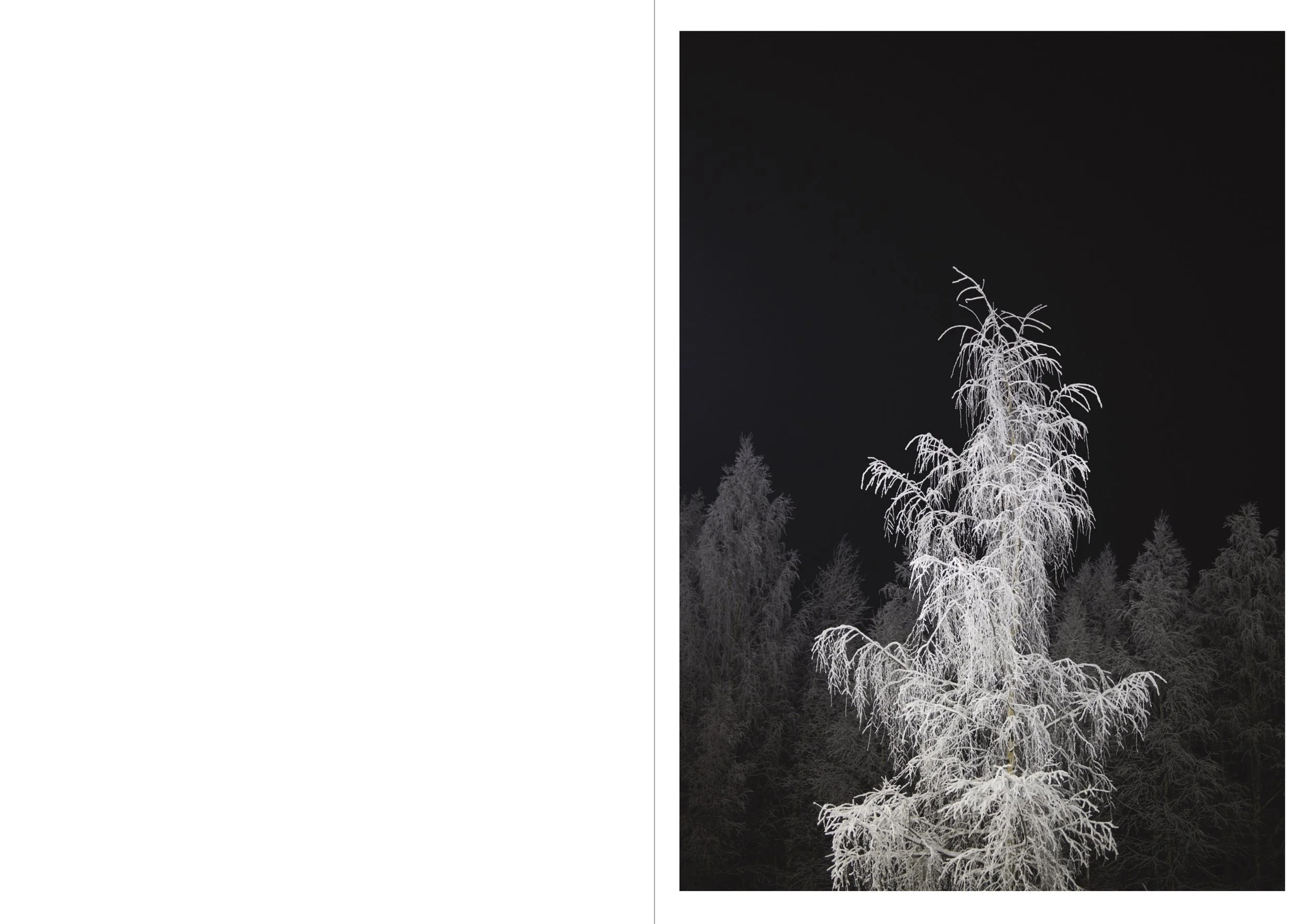 Nighttime view of snow-covered trees, with a large, bare, white tree in the foreground and smaller trees in the background, against a dark sky.