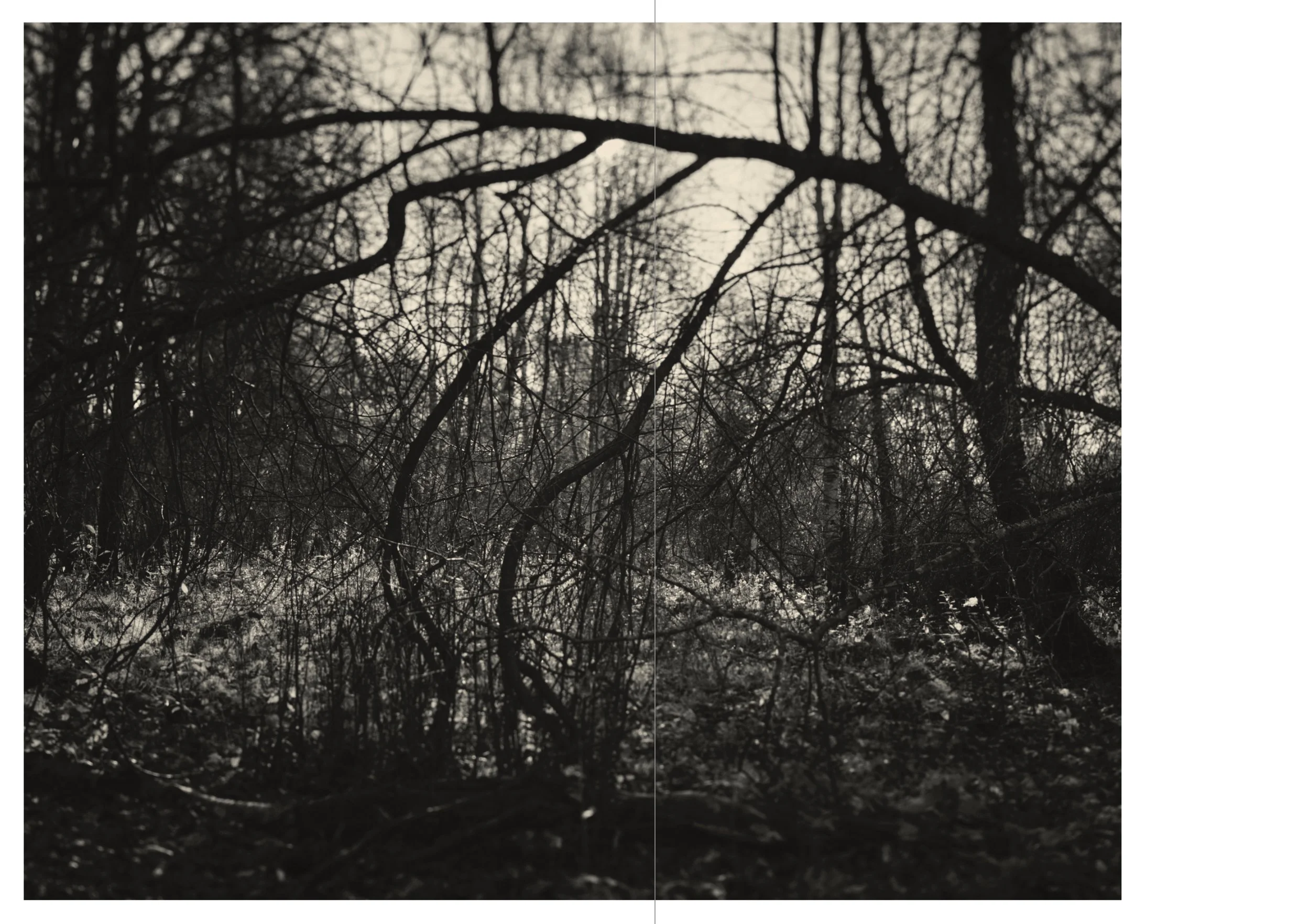 Silhouettes of bare tree branches against a gray sky in winter forest.