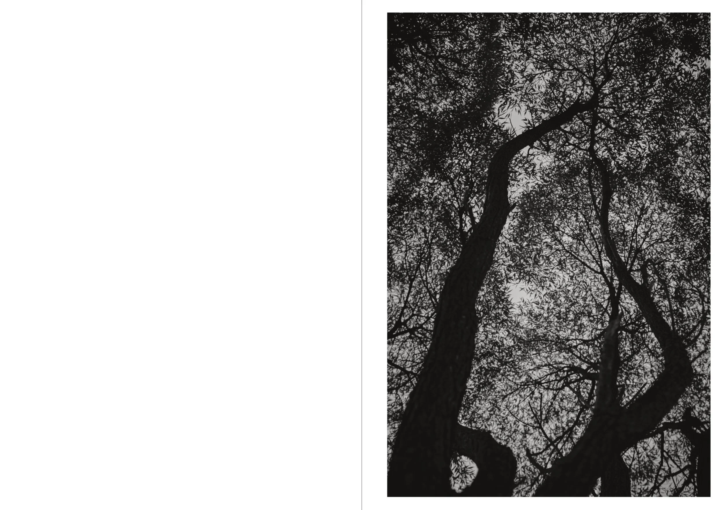 A black-and-white photo showing a view of tree branches with leaves against the sky, viewed from beneath the trees.