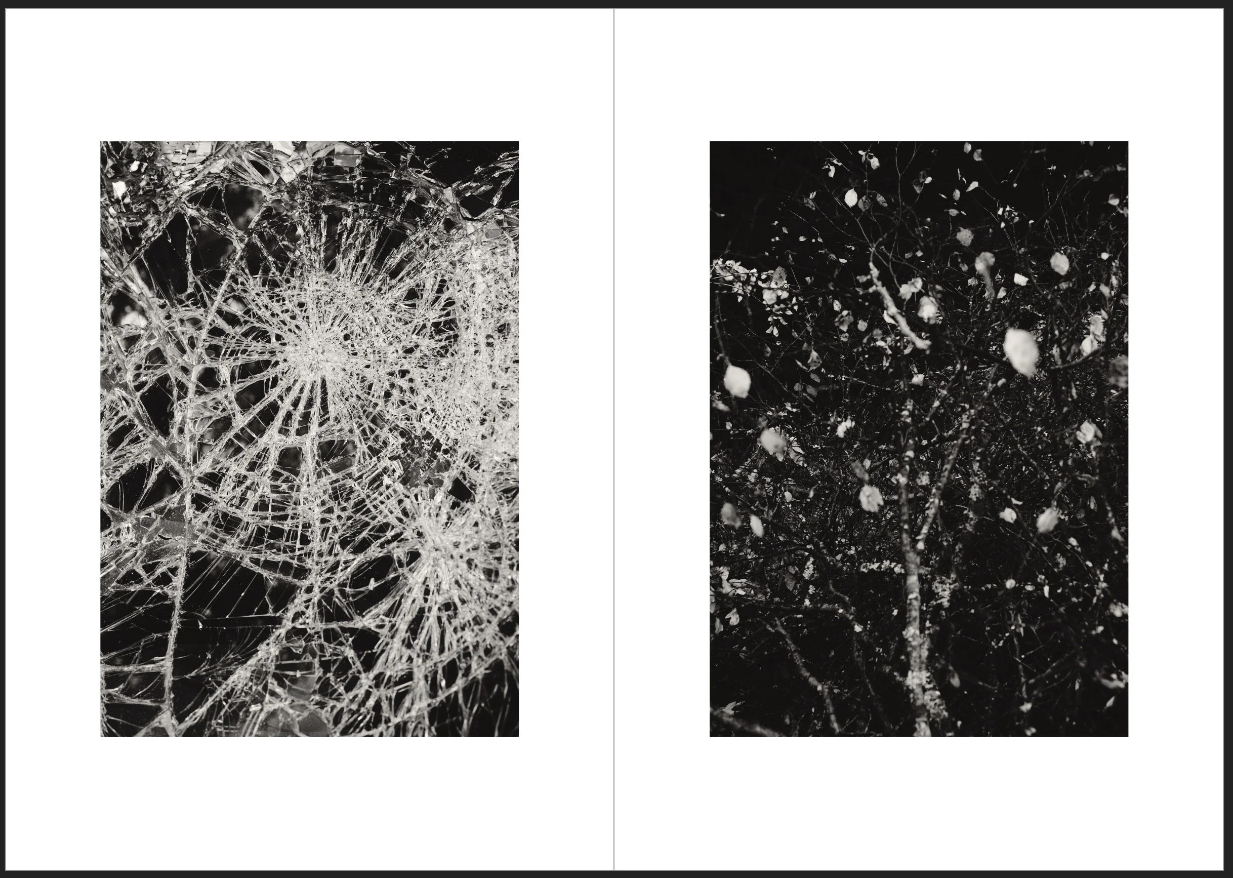 Close-up of spider webs on the left and a snow-covered tree on the right, in black and white.