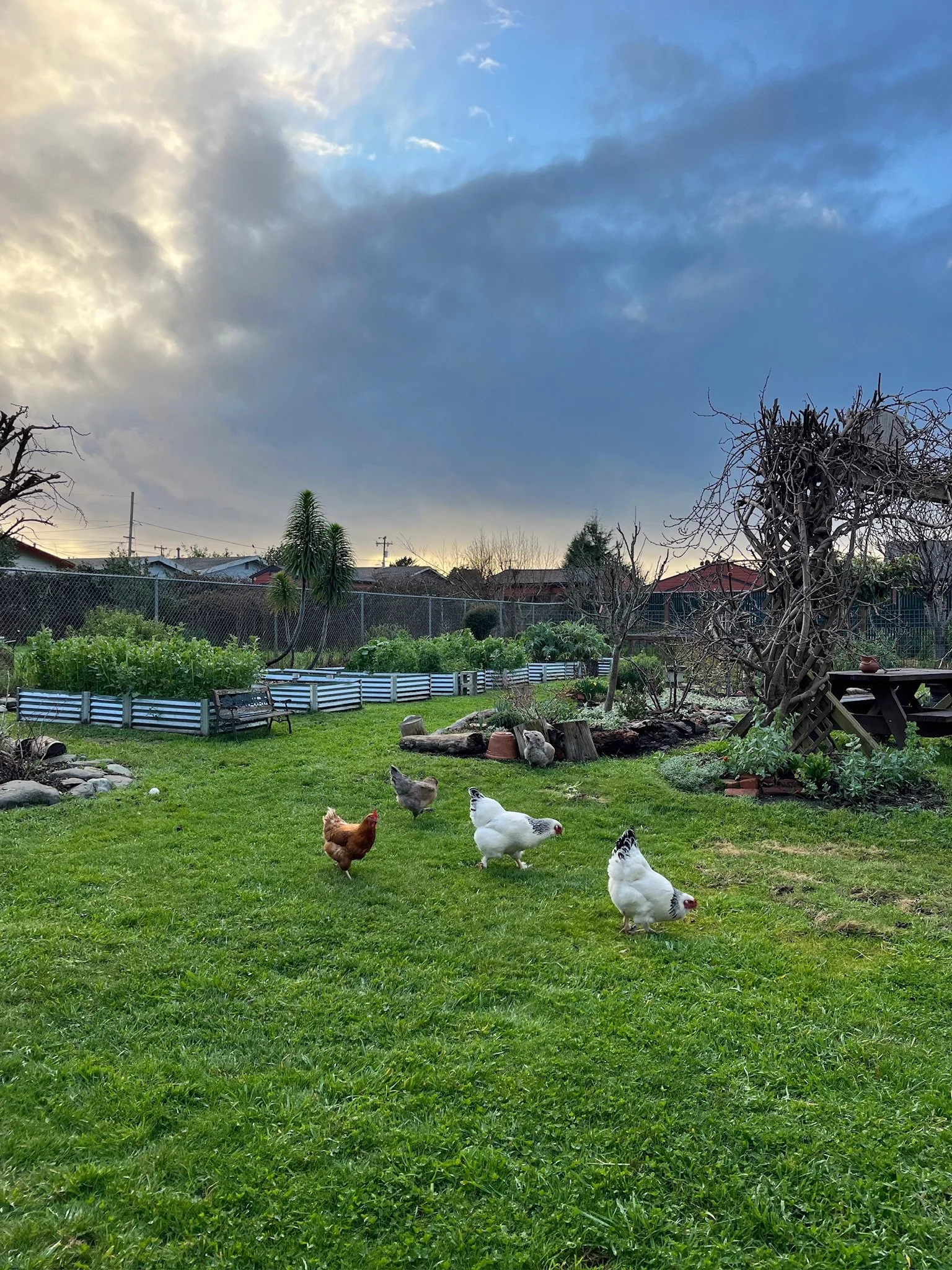 Chickens in Humboldt Permaculture Guild Board Member Niki Gribi's backyard garden in Arcata