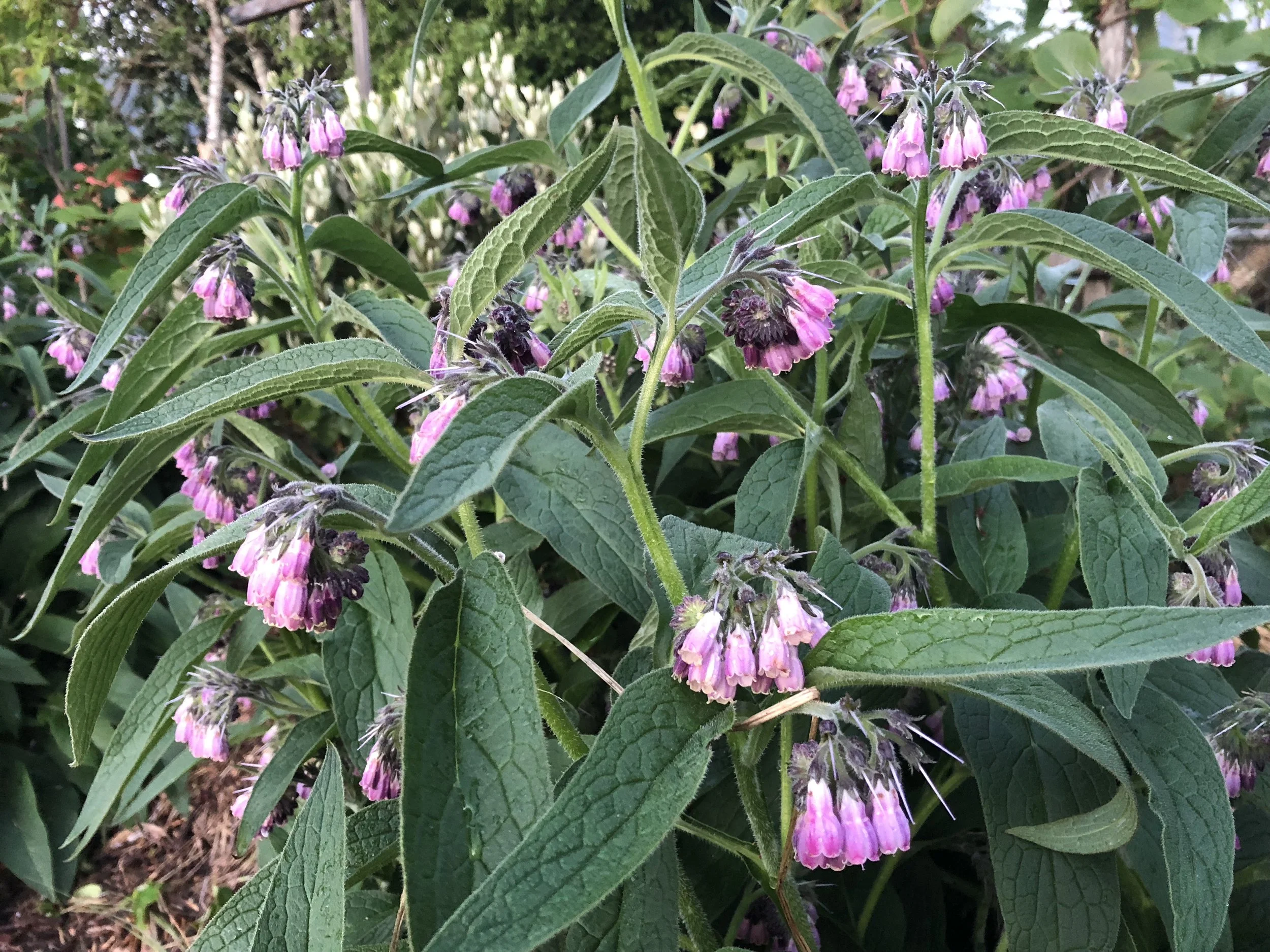 Close up of comfrey plant at Rainshine Permaculture Homestead & Nursery in Freshwater, CA