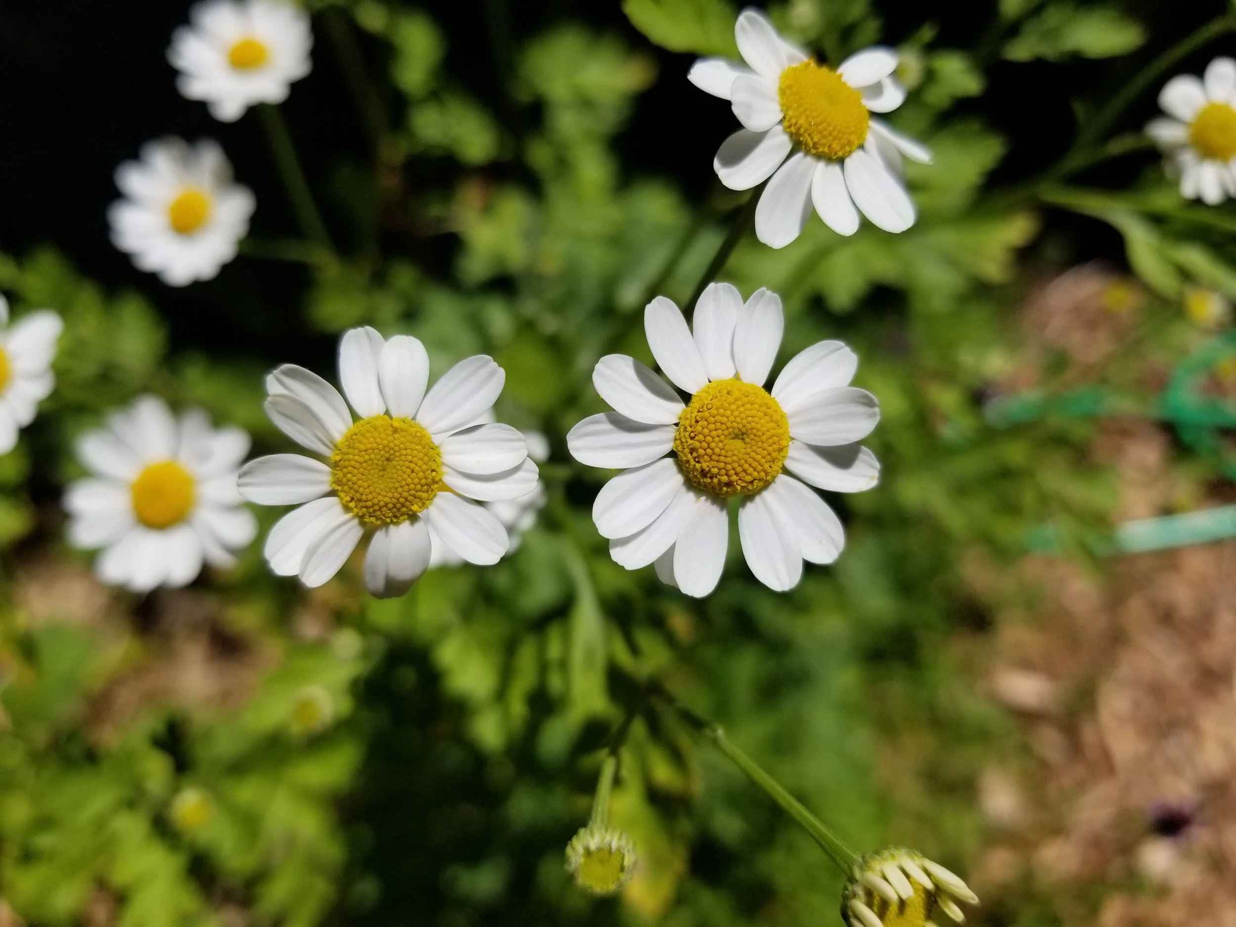 Close up of flowers in a Humboldt County permaculture garden