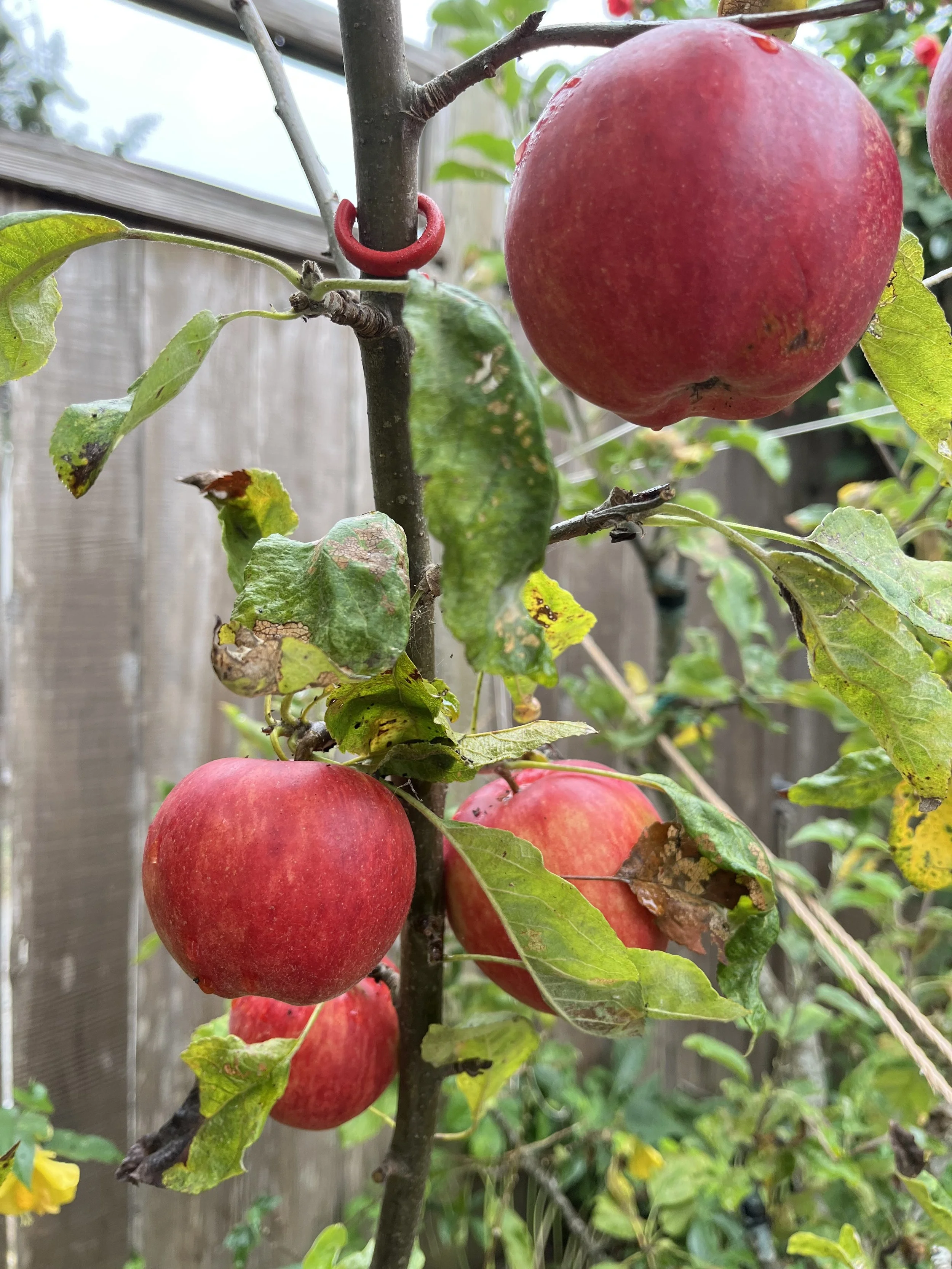 apple photo from Gary Glassman's home garden, site of the September Garden Gathering from Humboldt Permaculture Guild, in Arcata, CA
