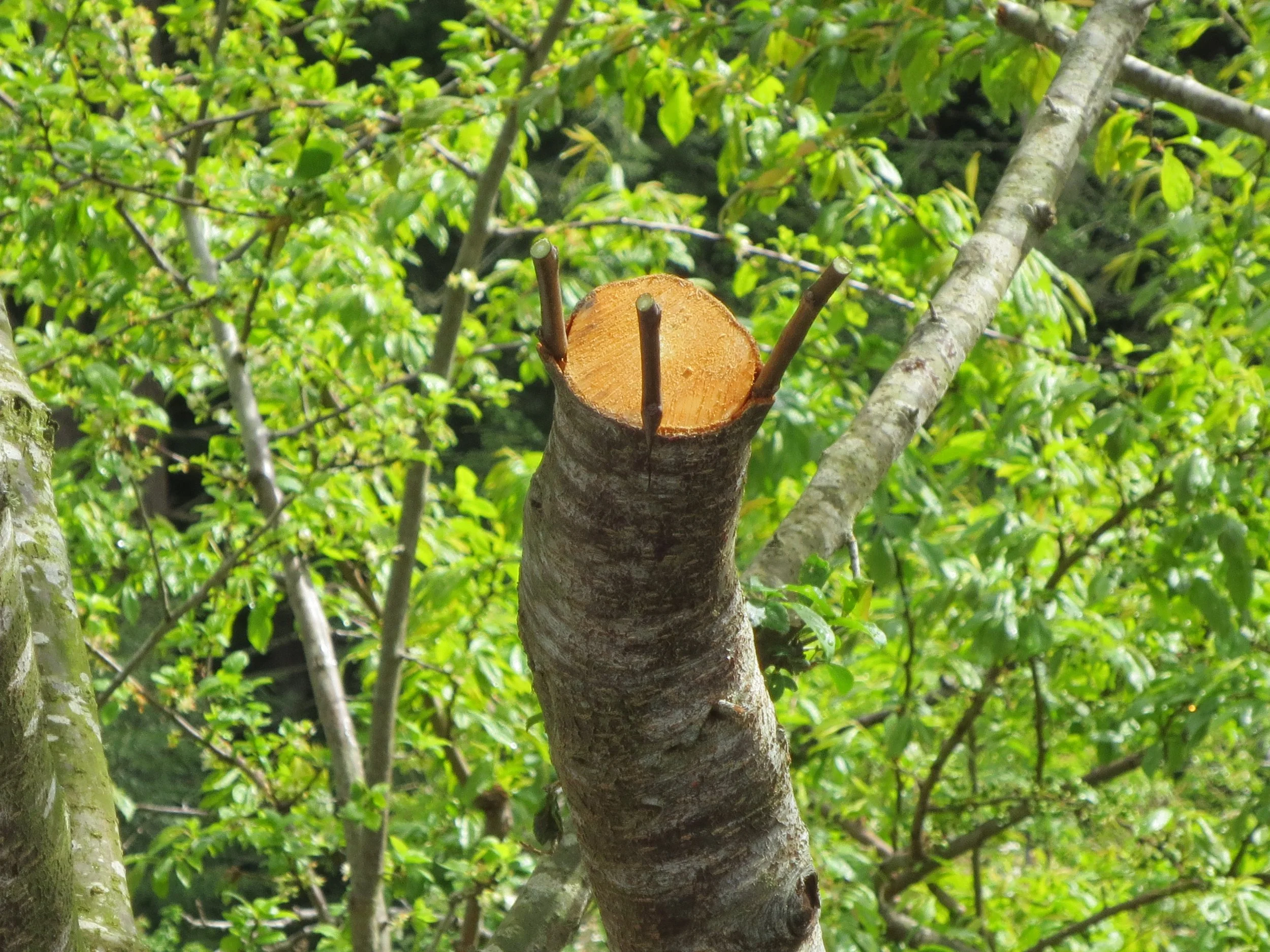 Past Humboldt Permaculture Guild fruit tree grafting workshop