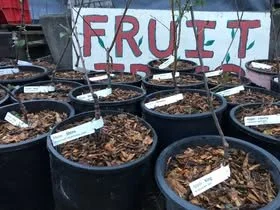 A look at the 2016 Humboldt Permaculture Guild Scion Exchange