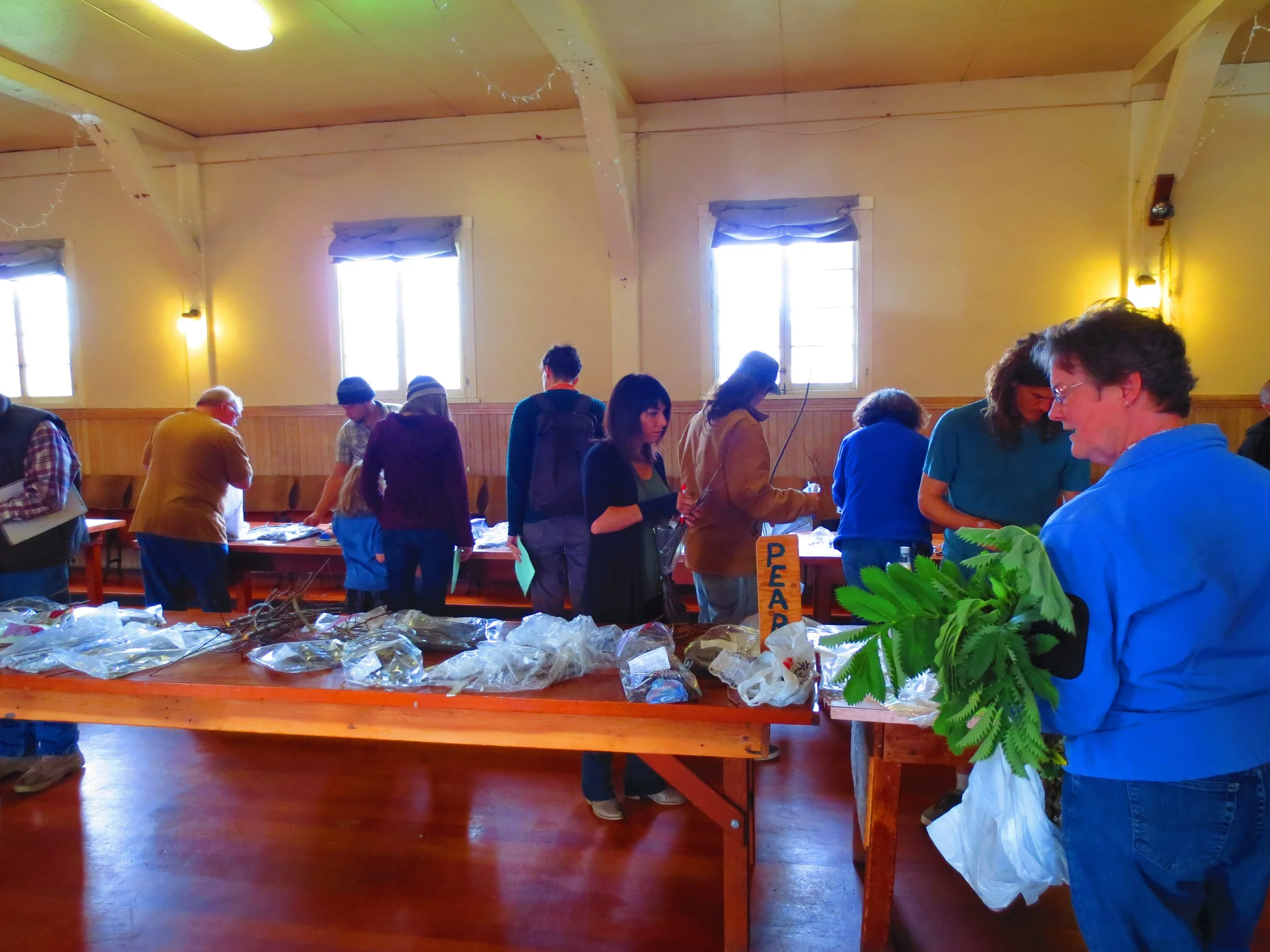 A look at the 2016 Humboldt Permaculture Guild Scion Exchange