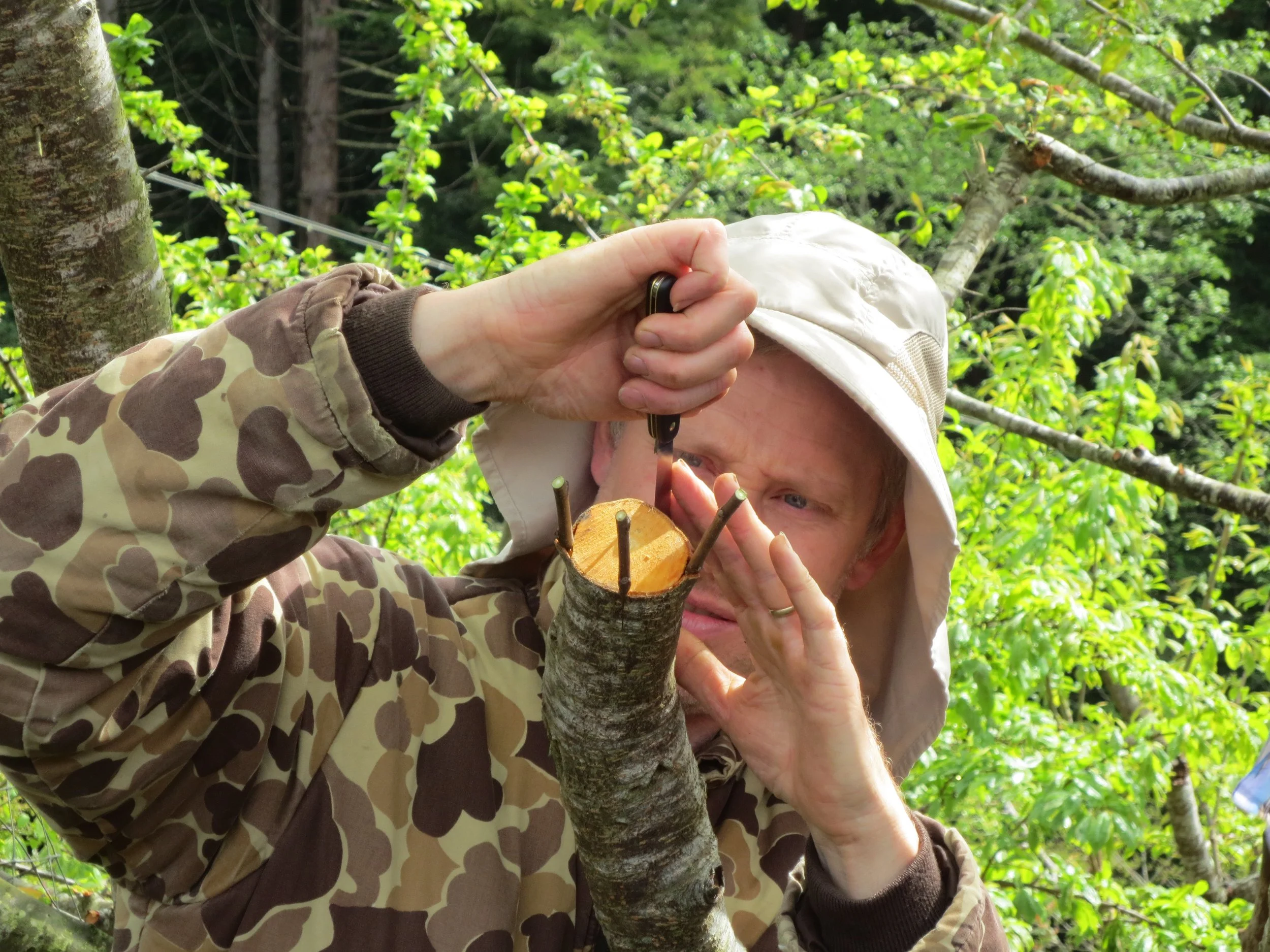 Check out photos from a past Humboldt Permaculture Guild fruit tree grafting workshop