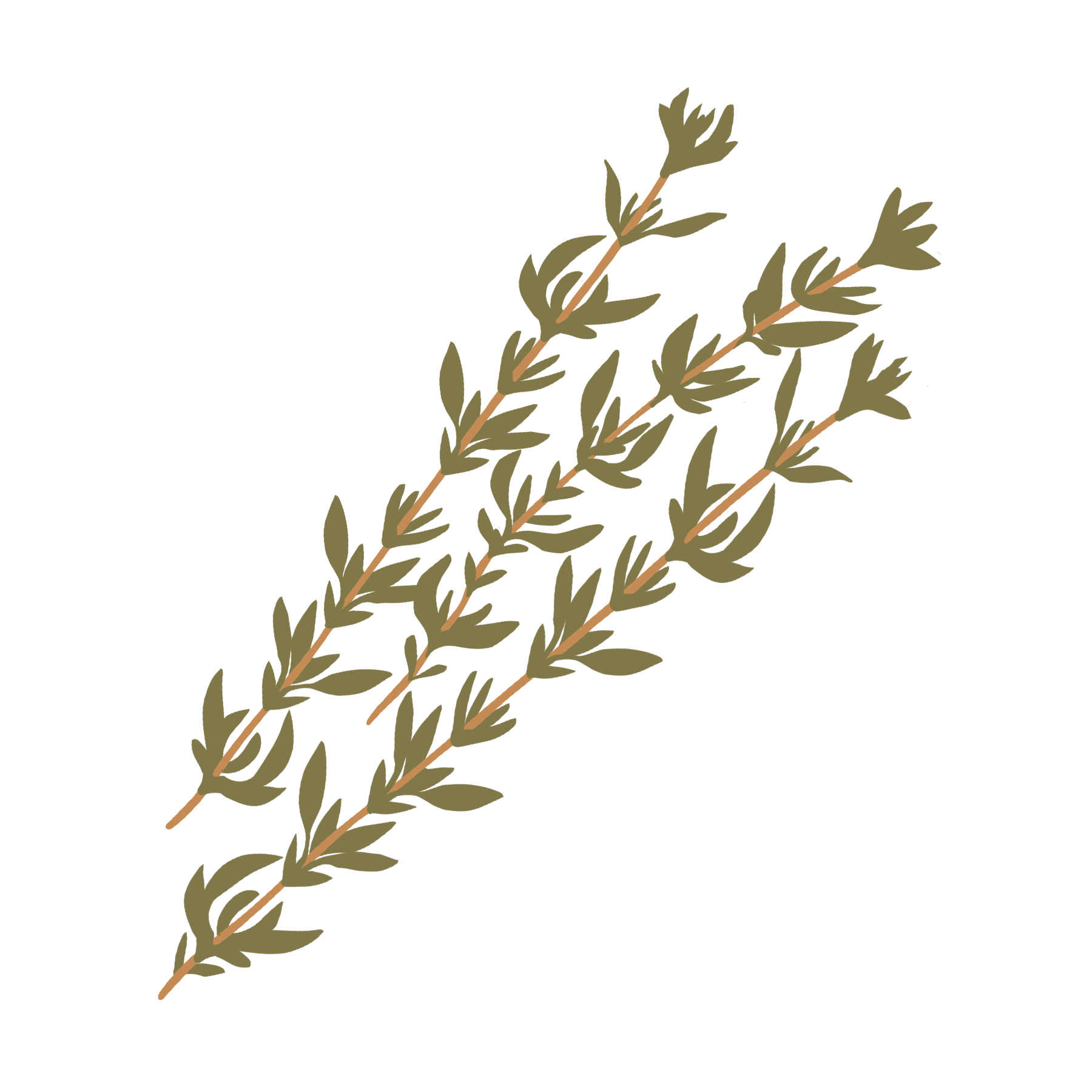 thyme.png