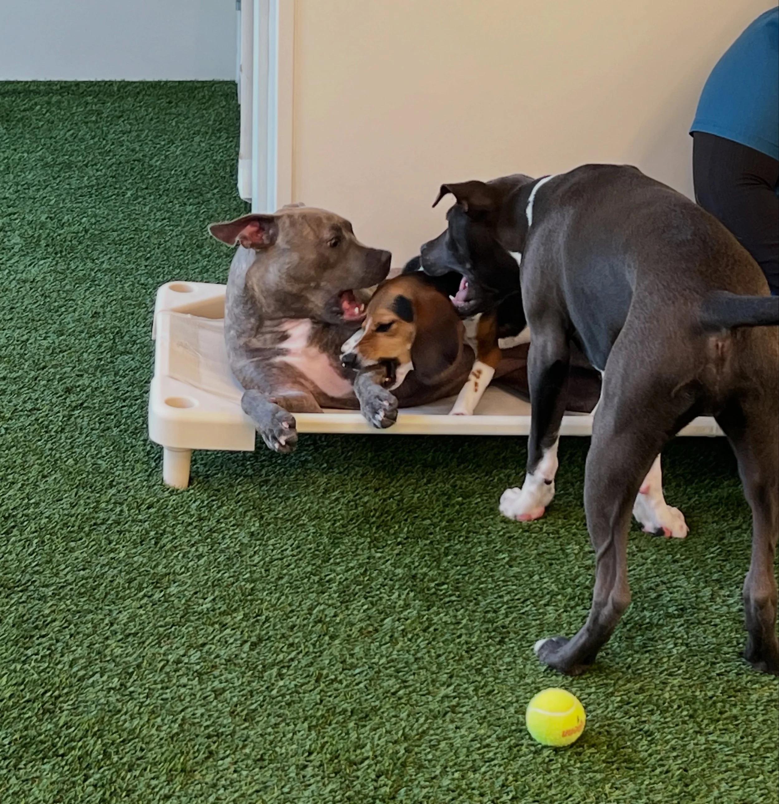 Multiple dogs playing inside, with a yellow tennis ball on green artificial turf and a person in a blue shirt on the right edge at A Place to Paws Luxury Boarding and Doggy Daycare in Bluffton, South Carolina Lowcountry