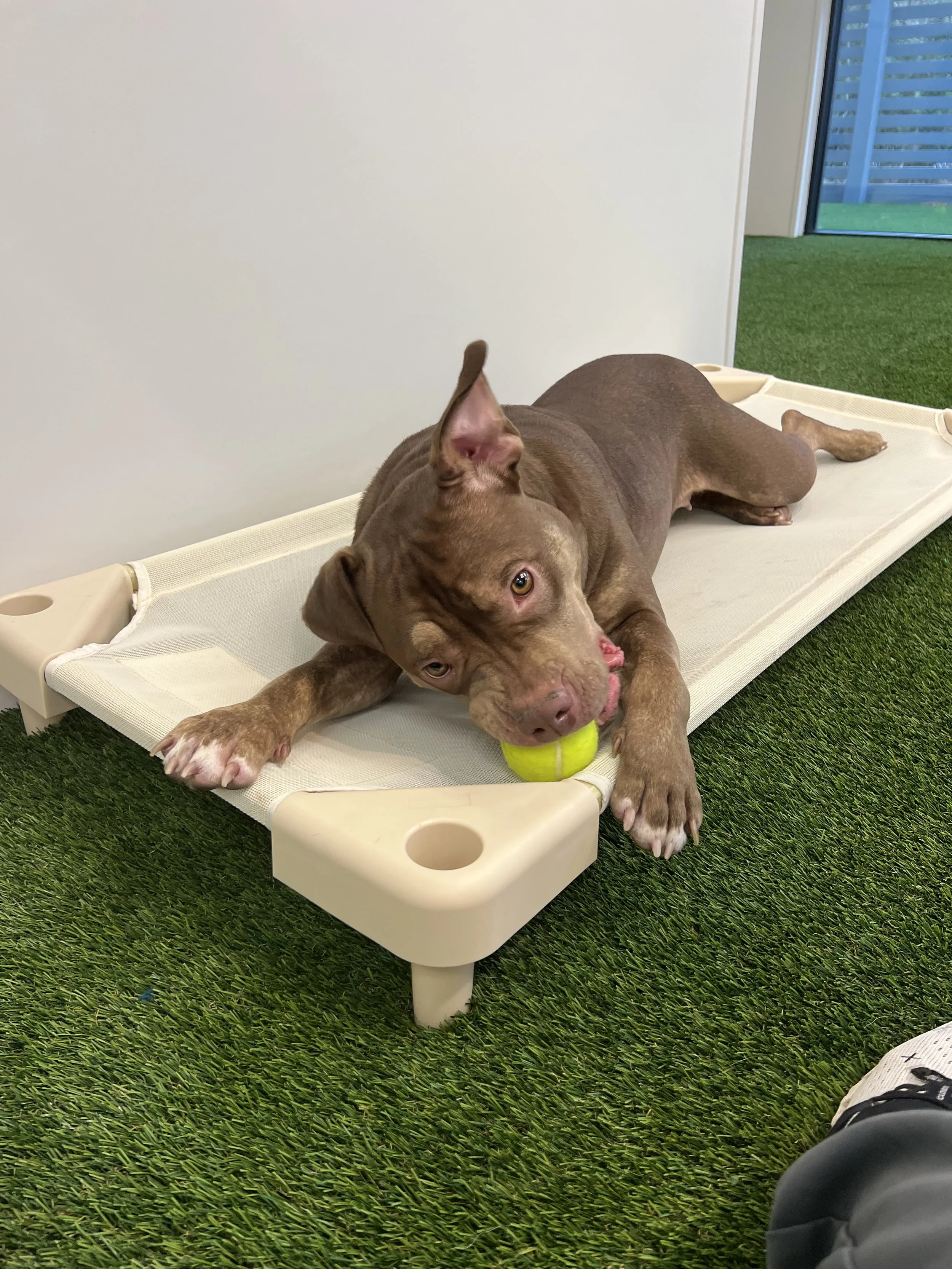 A brown dog lying on a raised bed with a tennis ball in its mouth, indoors on green artificial grass.