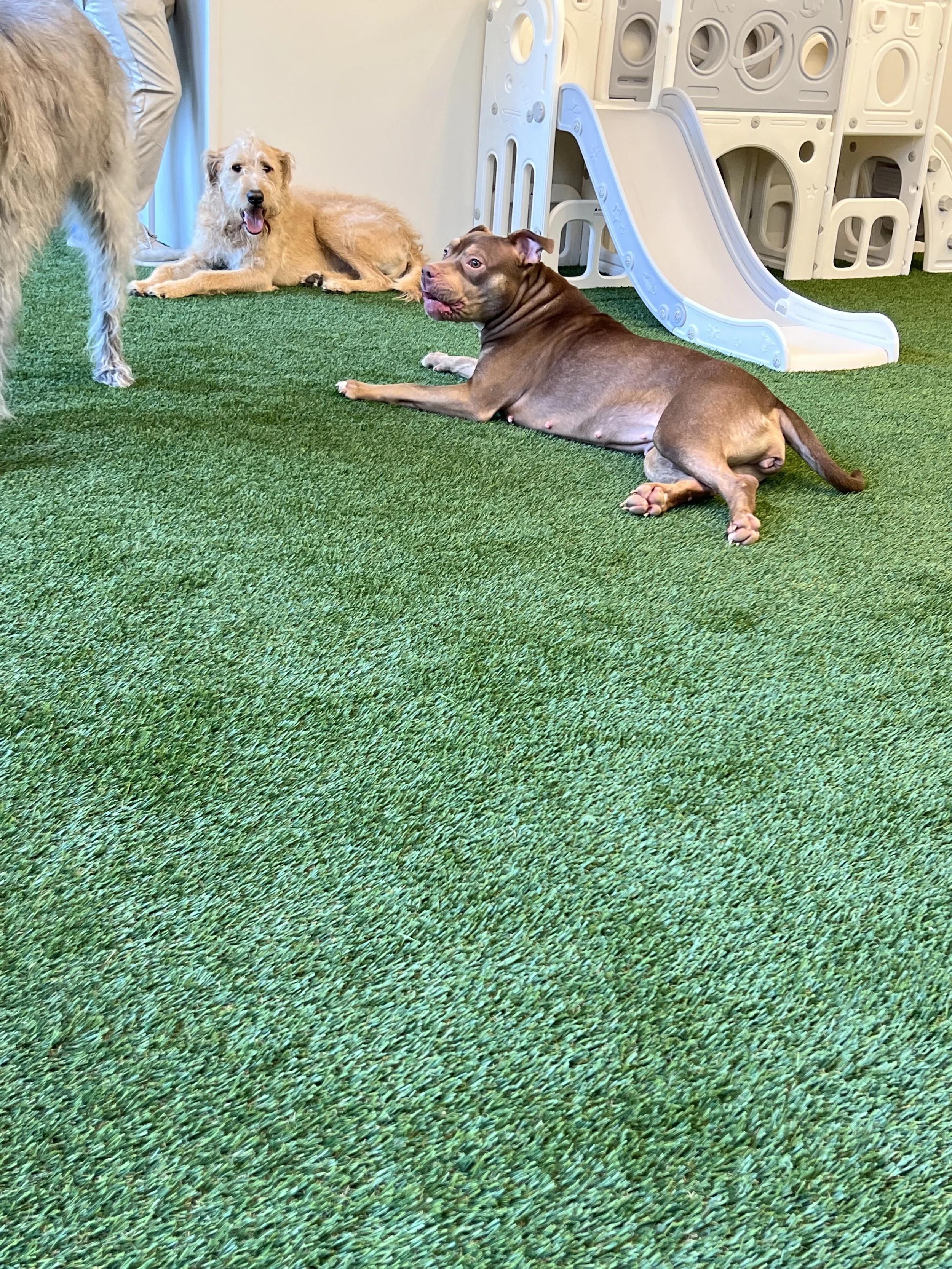 Three dogs on a green carpet in a play area, with a plastic slide and a white play structure in the background. At "A Place To Paws Luxury Boarding", located in Bluffton, SC, offering doggy daycare and premier dog boarding