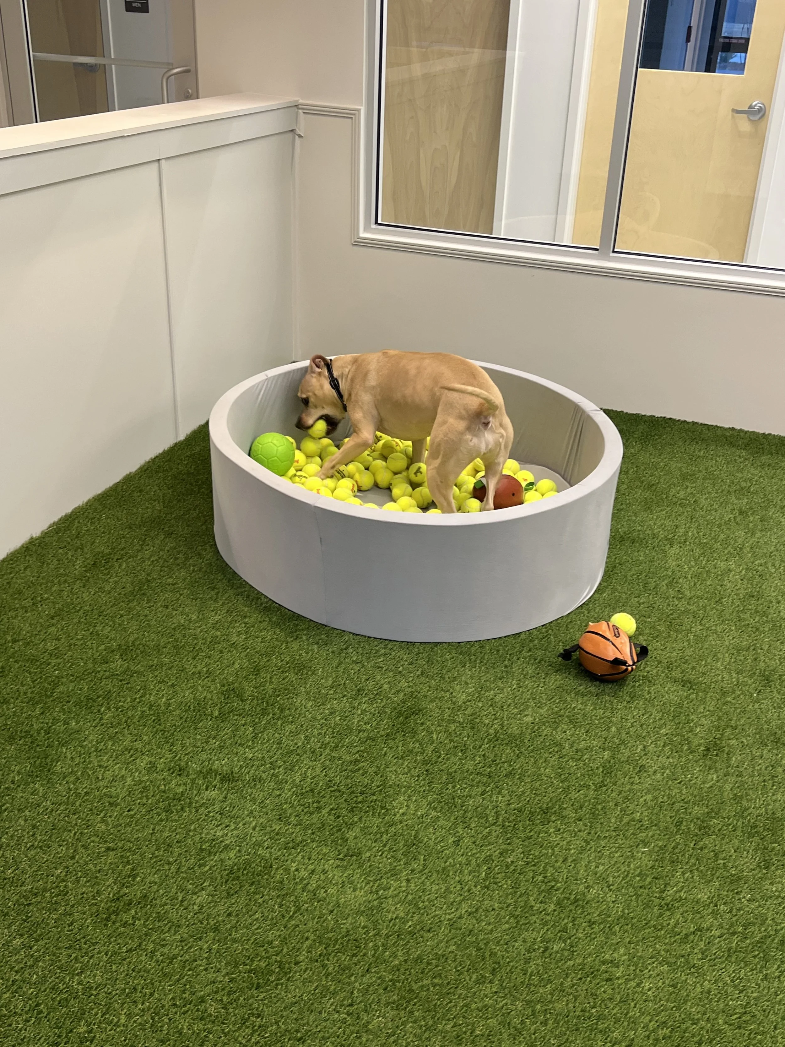 A dog in a small indoor ball pit filled with yellow tennis balls, with a green ball and an orange ball among the tennis balls, on green artificial grass flooring near a glass door. At "A Place To Paws Luxury Boarding", located in Bluffton, SC