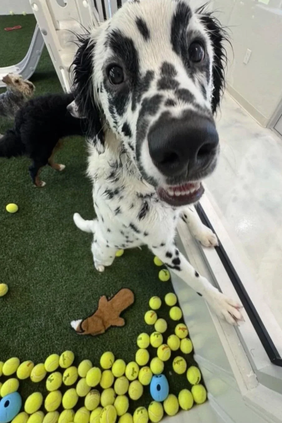 Close-up of a Dalmatian dog with black spots, looking directly at the camera with a slightly open mouth, surrounded by several yellow tennis balls at A Place to Paws Luxury Boarding and Doggy Daycare in Bluffton, SC