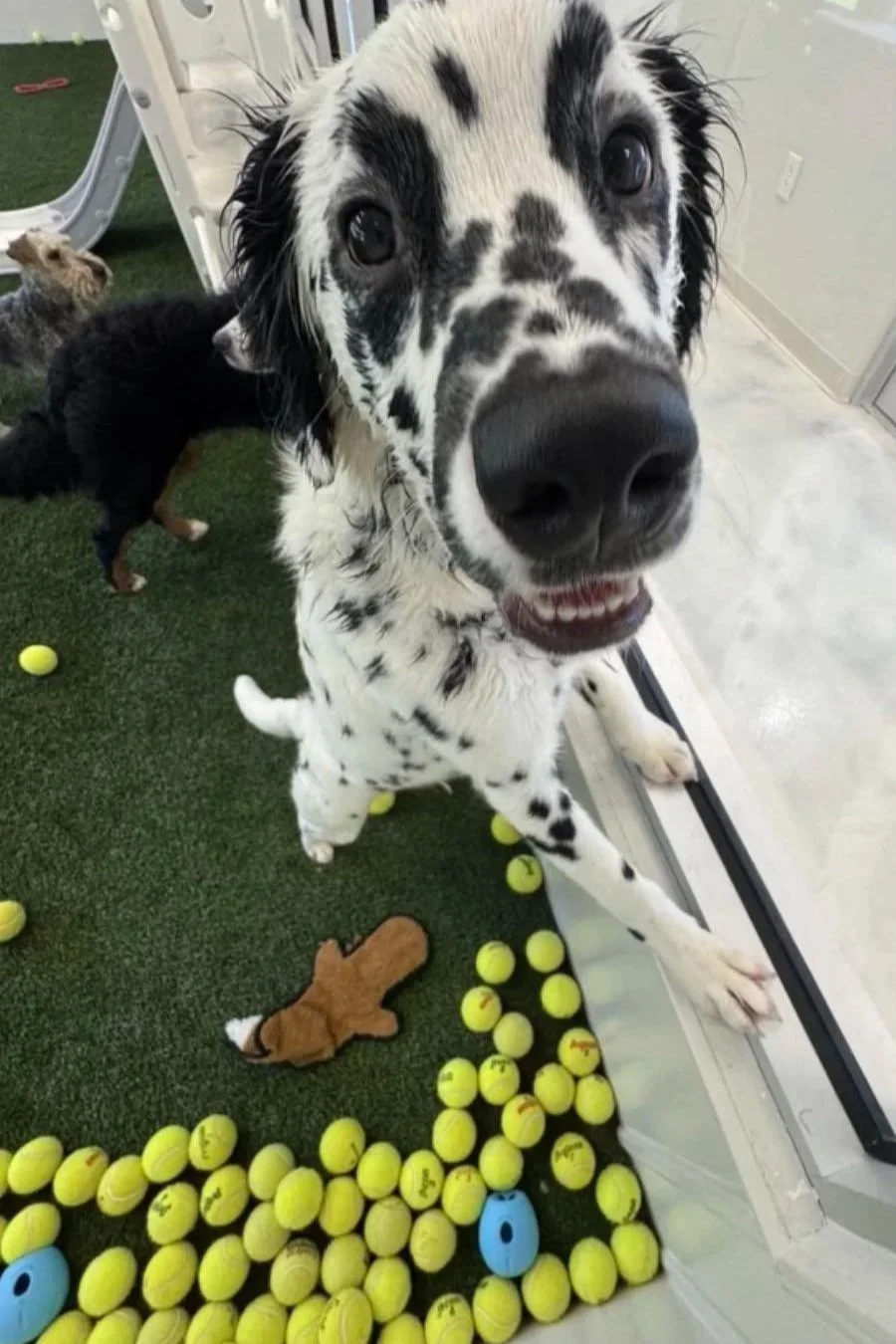 A Dalmatian dog standing among tennis balls in a store, with a child’s toy animal on the ground, and other dogs visible in the background. at A Place to Paws Luxury Boarding and Doggy Daycare in Bluffton, South Carolina Lowcountry