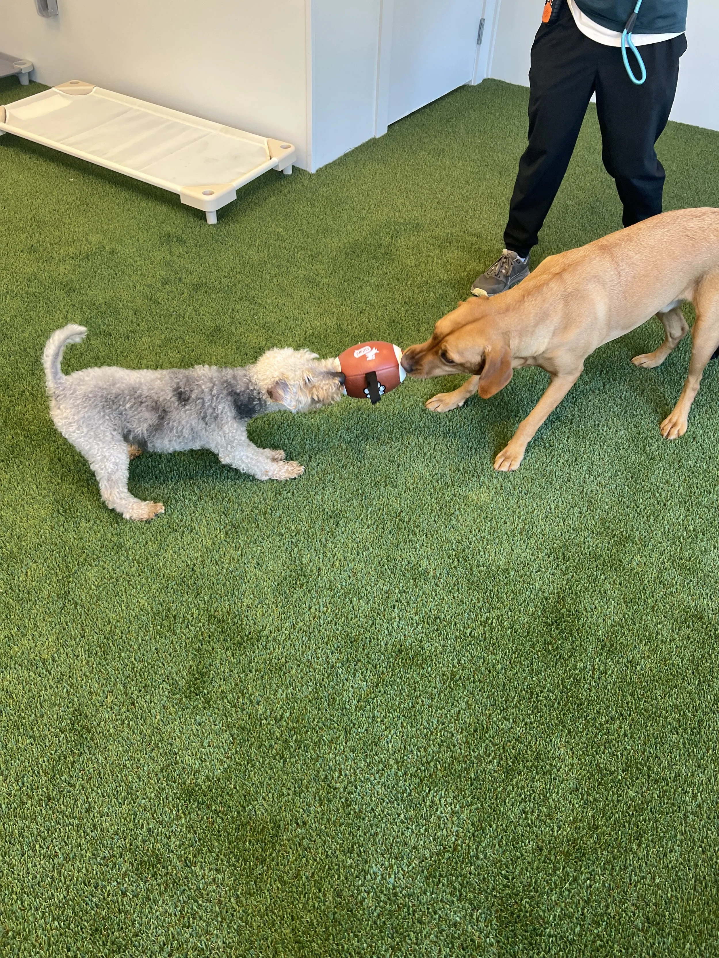 Two dogs tugging on a red toy in a play area with green artificial turf, a person standing nearby, and a small white elevated dog bed in the background. At "A Place To Paws Luxury Boarding", located in Bluffton, SC, offering doggy daycare and premier