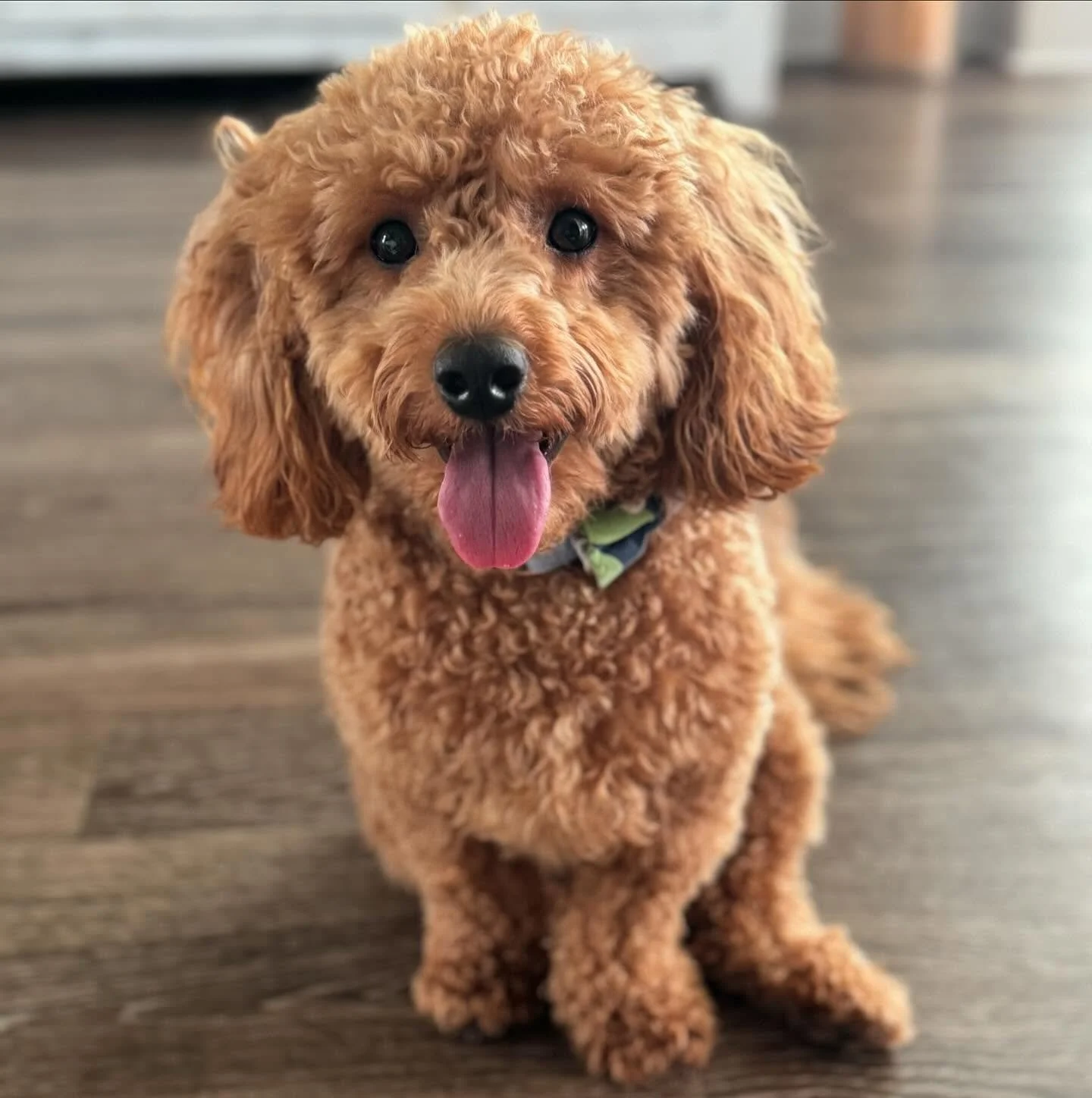 A happy, caramel-colored poodle mix dog sitting on a wooden floor, with its tongue out and looking at the camera at A Place To Paws Luxury Dog Boarding in Bluffton, South Carolina.