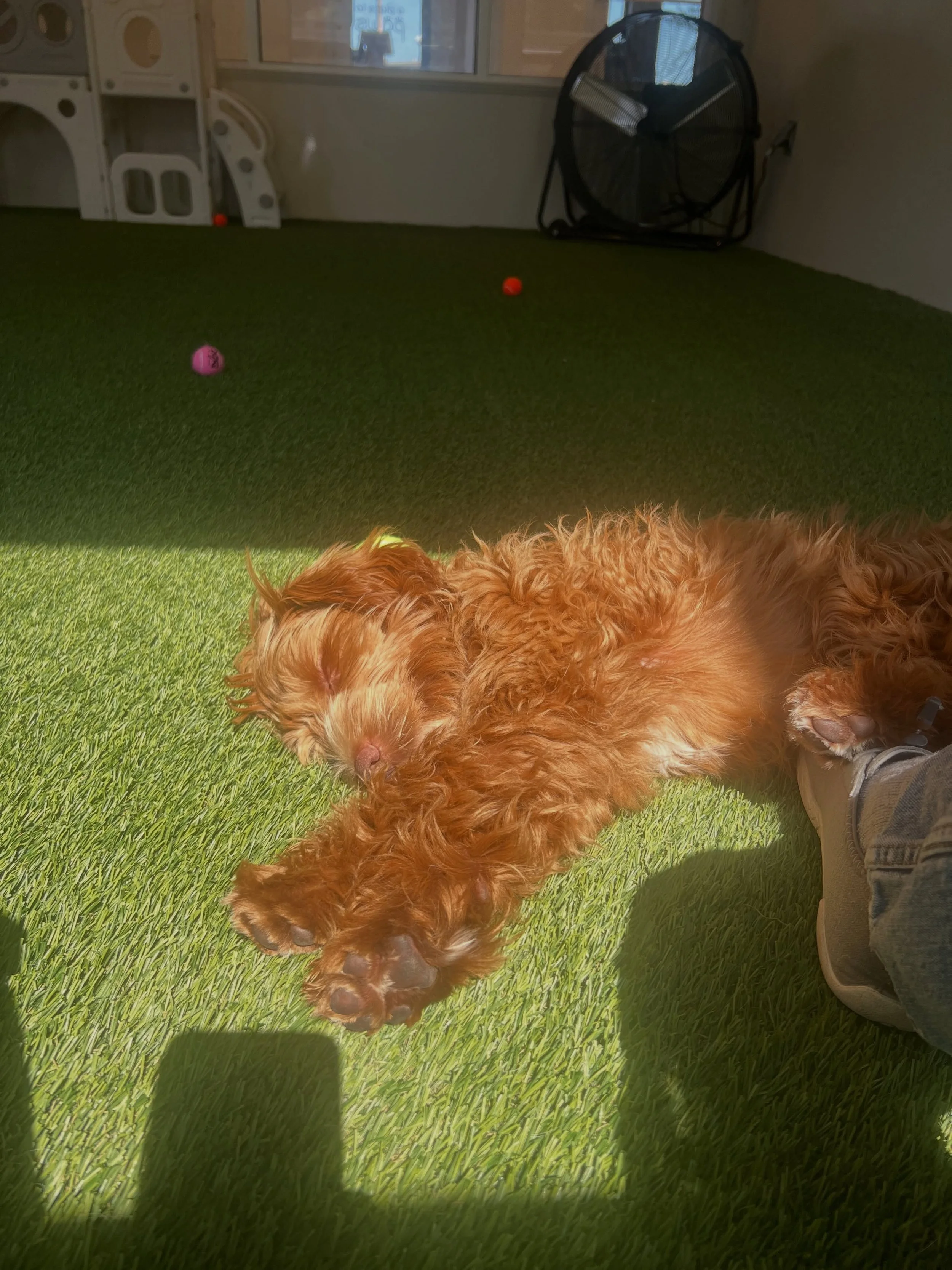 A small, fluffy dog lying on a green artificial grass surface, with two small colorful balls nearby. The dog's face is relaxed, and a person's shoes and part of their leg are visible in the bottom right corner. There is a fan and a window in the back