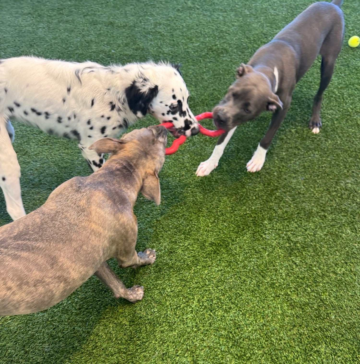 Three dogs playing tug-of-war with a red rubber toy on green artificial turf at A Place to Paws Luxury Boarding and Doggy Daycare in Bluffton, SC
