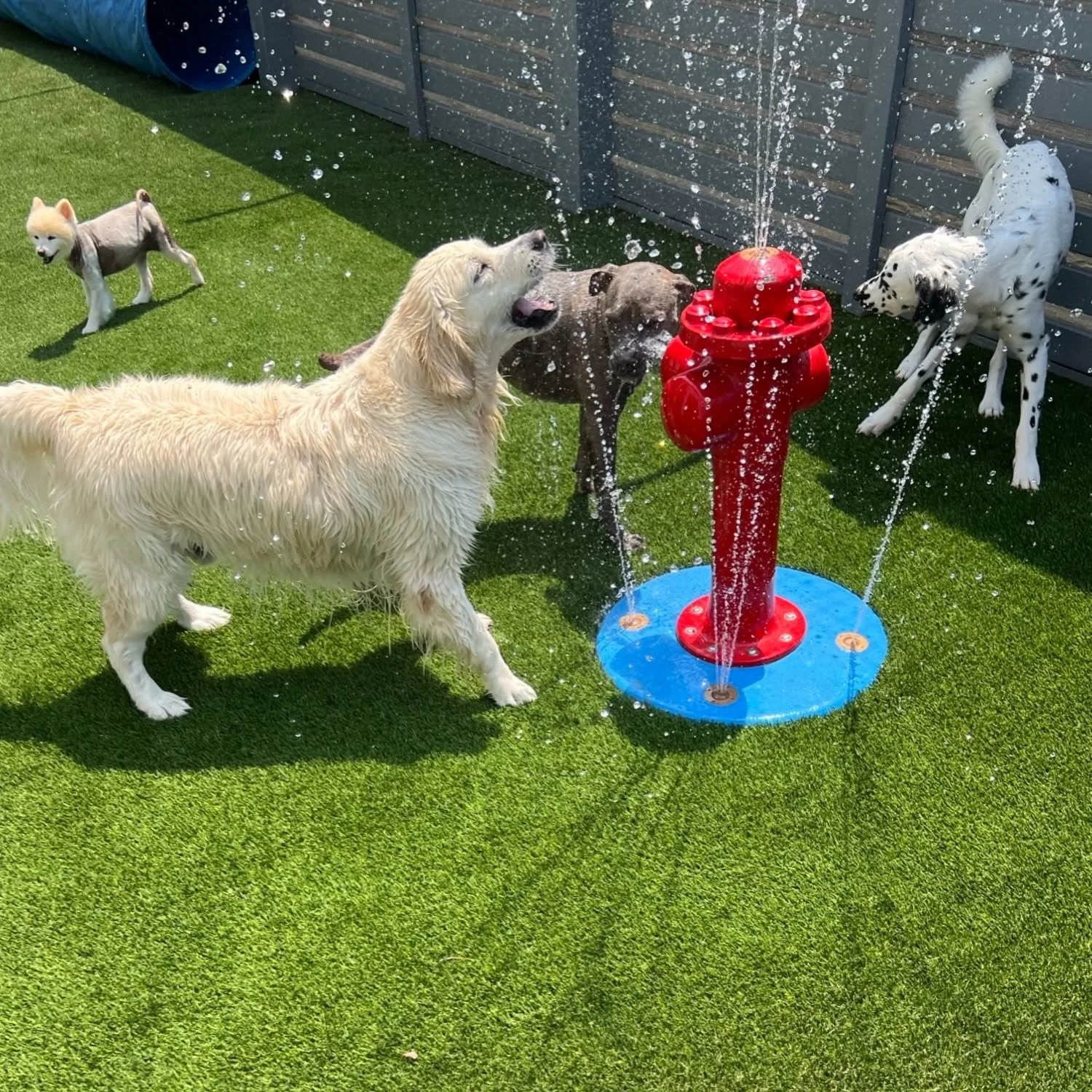 Four dogs playing around a red and blue water fountain shaped like a fire hydrant on green grass outdoors at A Place to Paws Luxury Boarding and Doggy Daycare in Bluffton, South Carolina Lowcountry