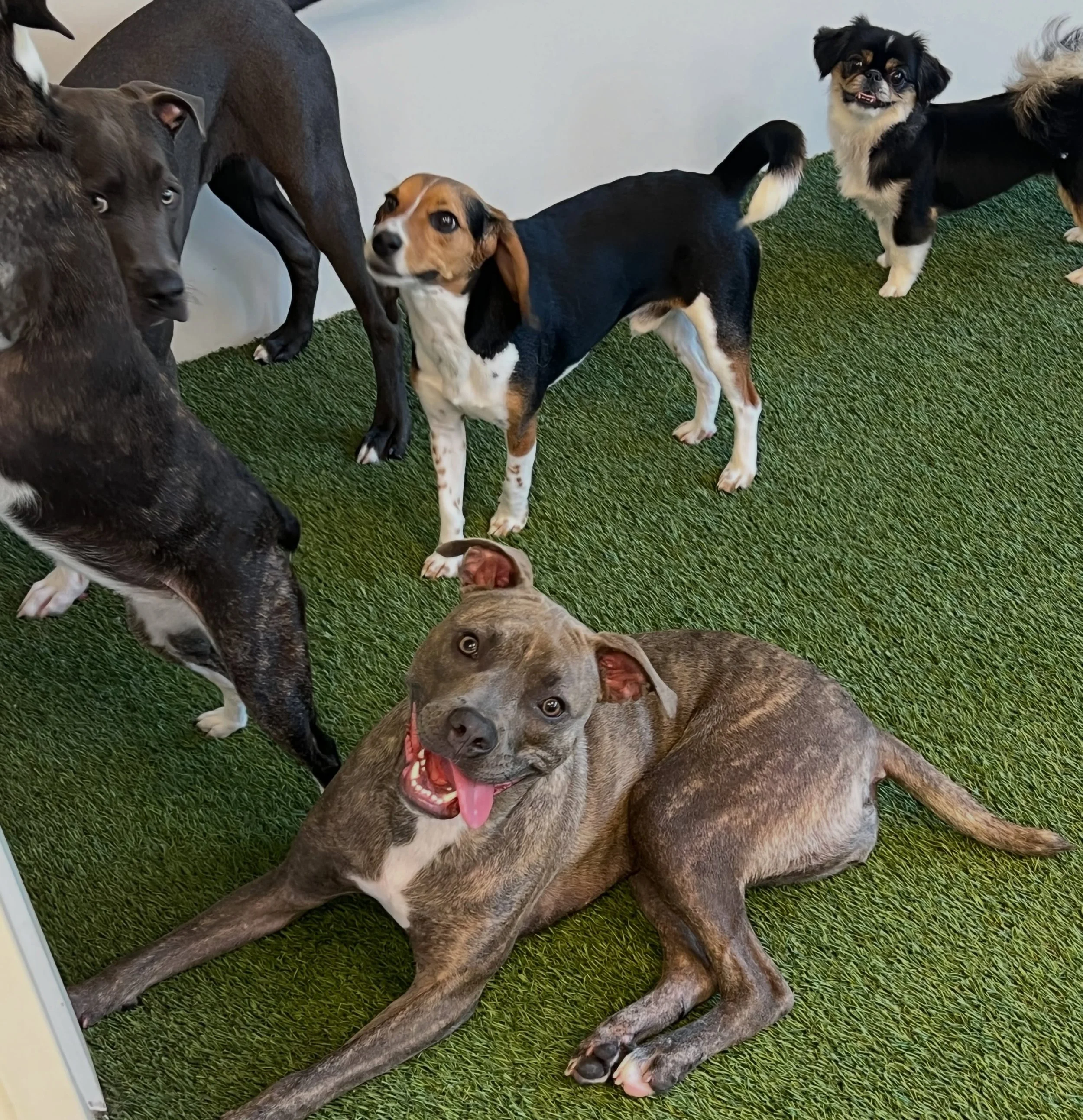 A group of various dogs lying on green artificial grass next to a white wall, with some dogs looking at the camera and others looking around at A Place to Paws Luxury Boarding and Doggy Daycare in Bluffton, South Carolina Lowcountry