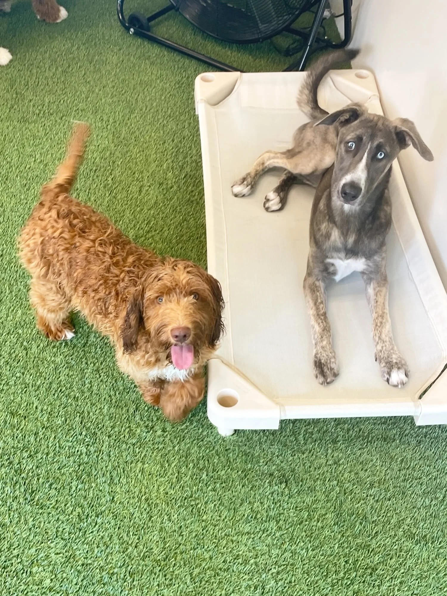 Two dogs, one small and curly-haired with a brown coat, is sitting on green grass with its tongue out, and one tall, slender dog with a gray and white coat is lying inside a white plastic dog bed. at A Place to Paws Luxury Boarding and Doggy Daycare 