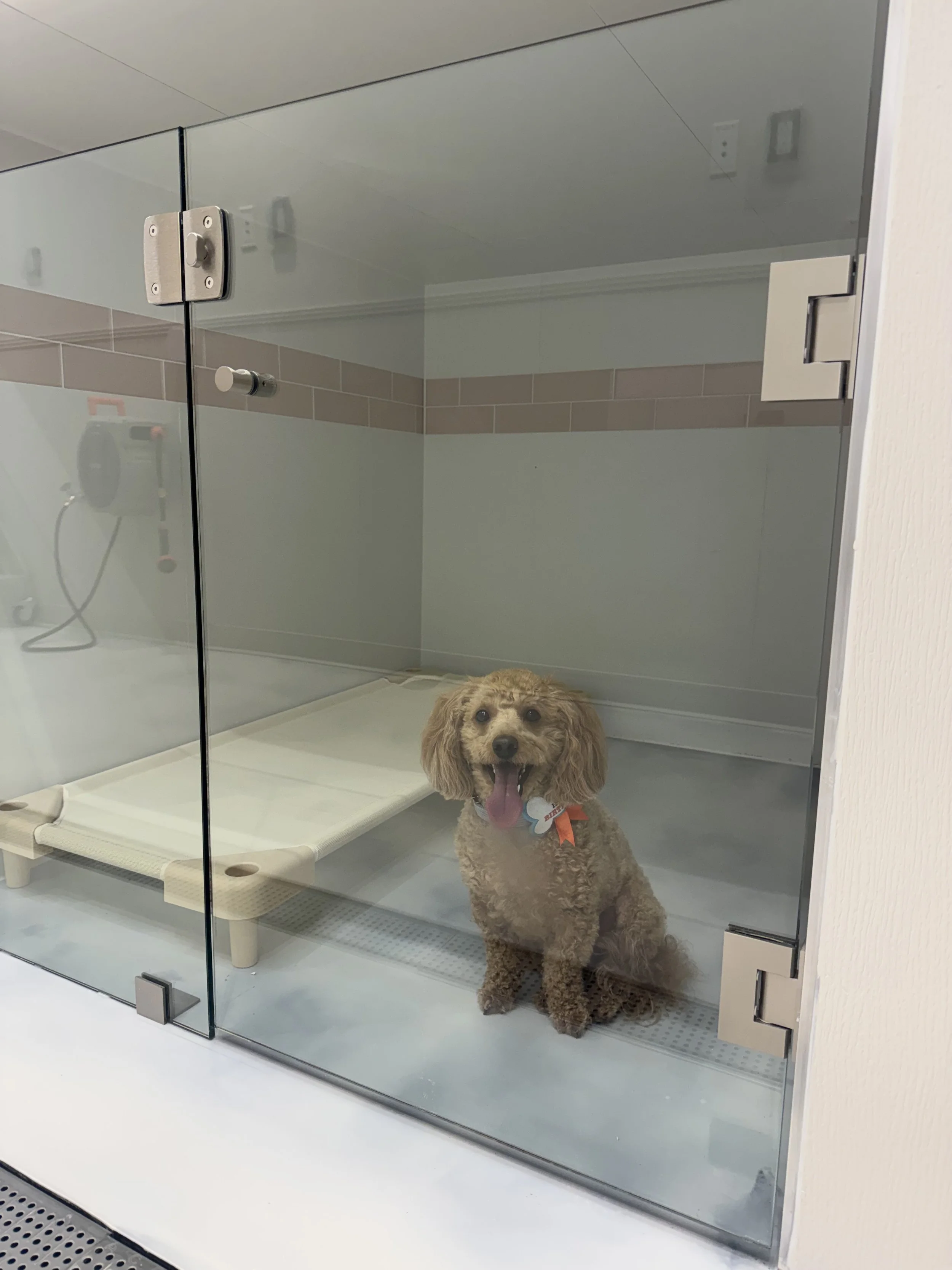 A small tan curly-haired dog sitting inside a luxurious tiled suite with glass door, with its tongue out, inside a room with tiled walls. At "A Place To Paws Luxury Boarding", located in Bluffton, SC, offering doggy daycare and premier dog boarding