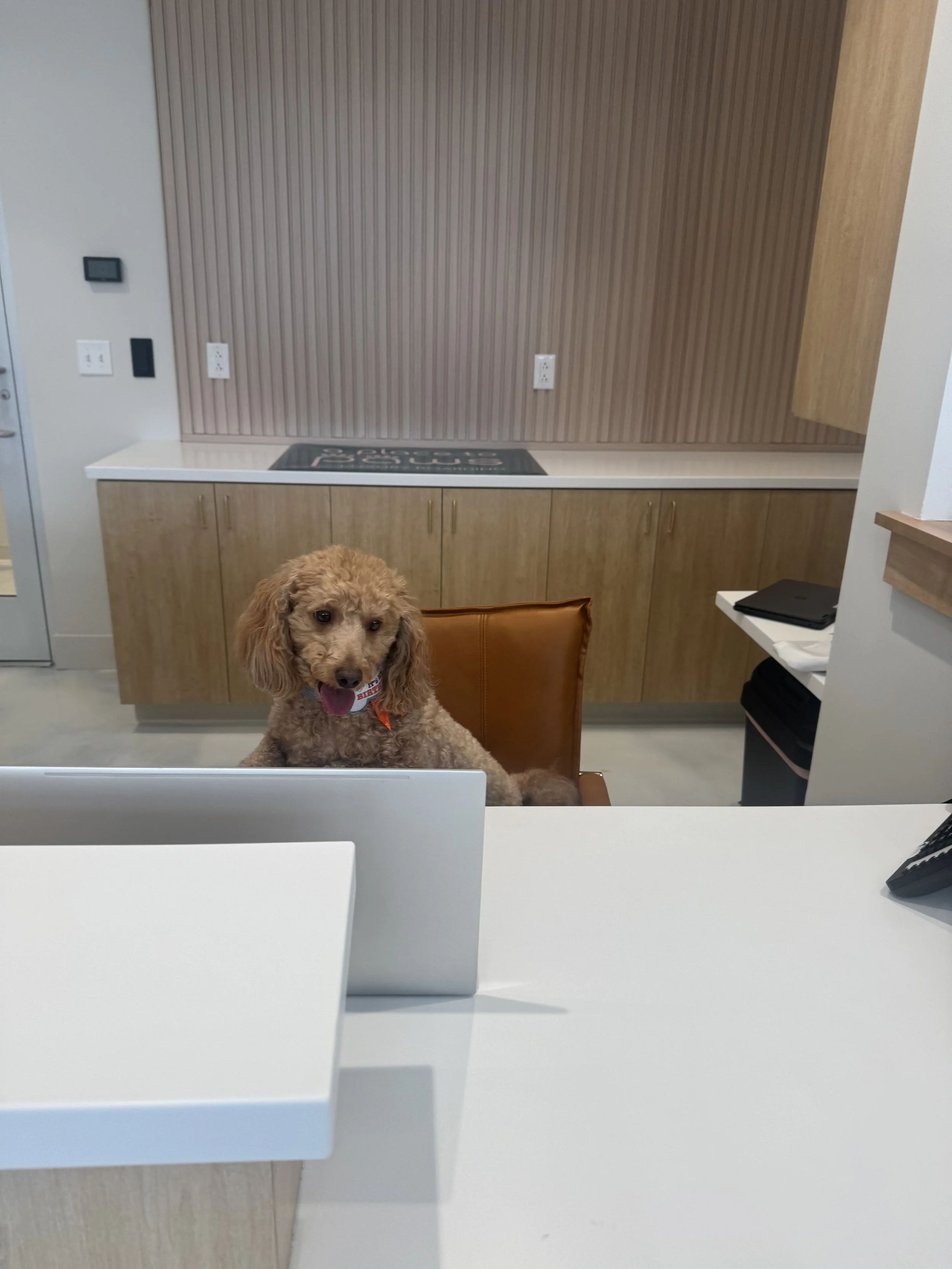 A dog with curly fur and a red collar sitting at a kitchen counter, looking towards the camera. At "A Place To Paws Luxury Boarding", located in Bluffton, SC, offering doggy daycare and premier dog boarding