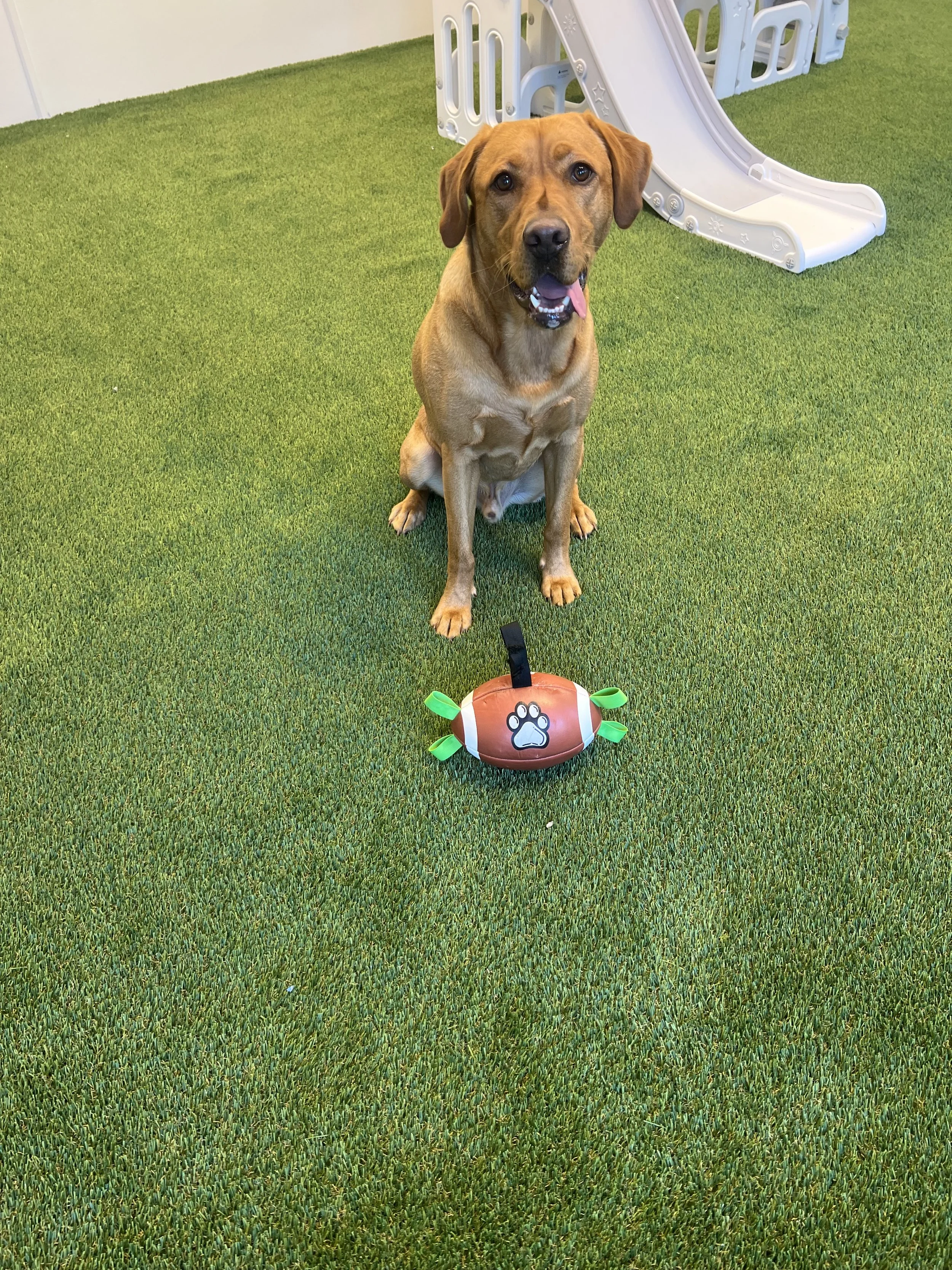 A happy brown dog sitting on green artificial turf with a toy football in front of it, and a white plastic slide in the background. At "A Place To Paws Luxury Boarding", located in Bluffton, SC, offering doggy daycare and premier dog boarding