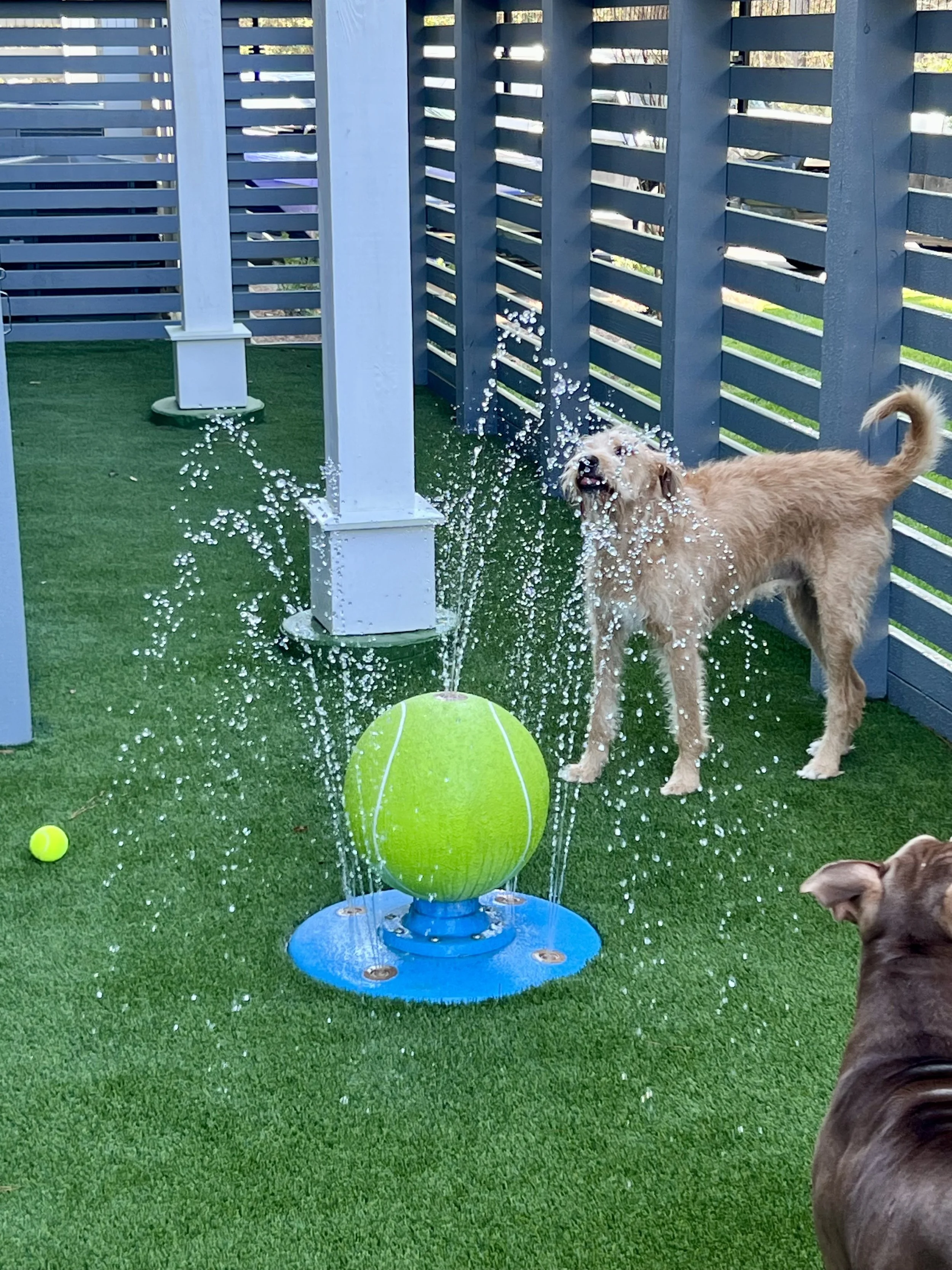 A dog playing with a water fountain on green artificial turf, with another dog partially visible, and a yellow tennis ball on the ground.