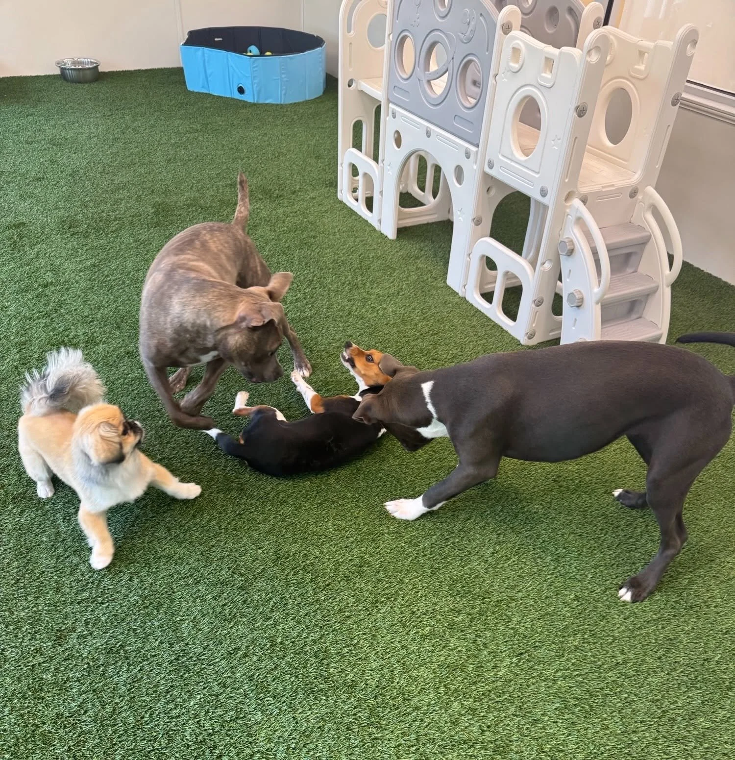 Several puppies and a dog playing together on a green artificial turf surface in an indoor play area. There is a small blue pool and a plastic play structure in the background. at A Place to Paws Luxury Boarding and Doggy Daycare in Bluffton, SC