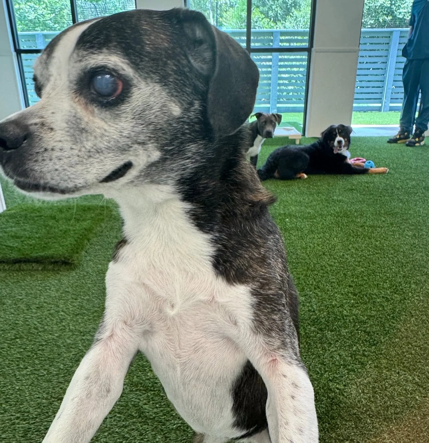 Close-up of a puppy with black, white, and gray fur, sitting on green artificial grass inside a room with large windows at A Place to Paws Luxury Boarding and Doggy Daycare in Bluffton, South Carolina Lowcountry
