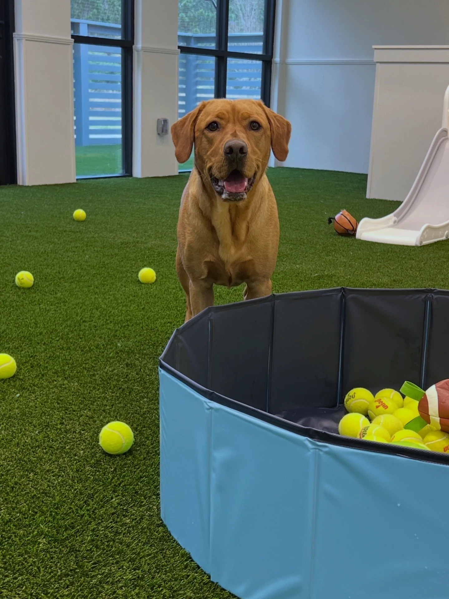 A happy brown dog standing indoors on green artificial grass, surrounded by yellow tennis balls, with a white slide and a small orange basketball in the background. At "A Place To Paws Luxury Boarding", located in Bluffton, SC, offering dog day care