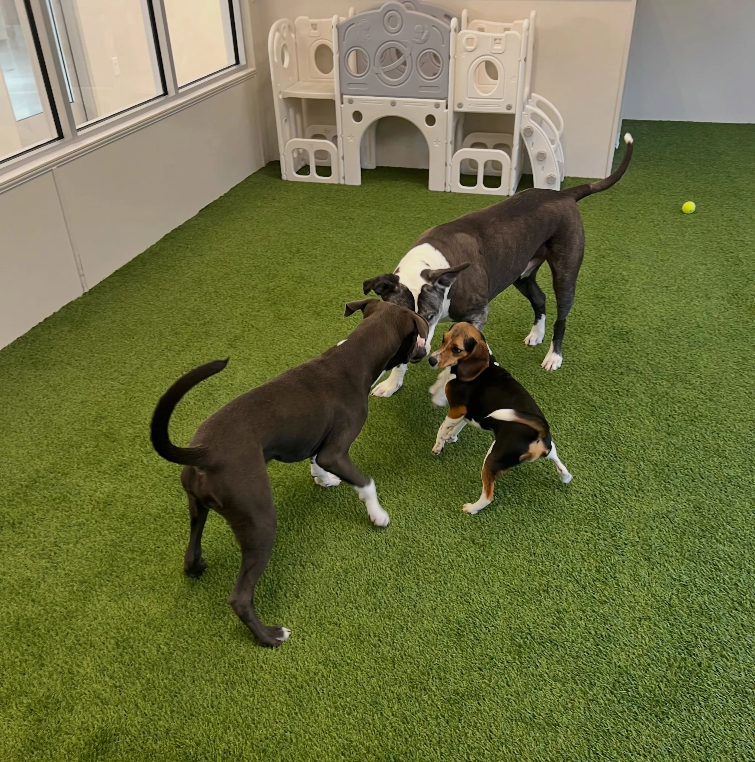 Multiple dogs playing in an indoor space with green artificial turf flooring, a tennis ball on the ground, and a white plastic play structure in the background. A Place to Paws Luxury Boarding and Doggy Daycare in Bluffton, South Carolina Lowcounty