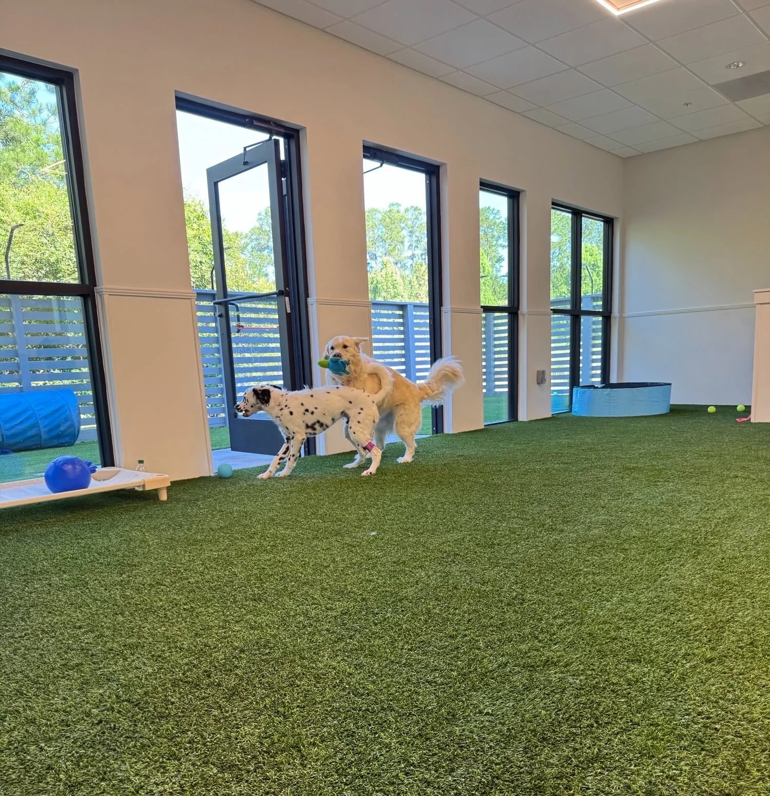 Indoor dog play area with artificial green grass flooring, large windows, and two dogs playing with a toy at A Place to Paws Luxury Boarding and Doggy Daycare in Bluffton, South Carolina Lowcountry