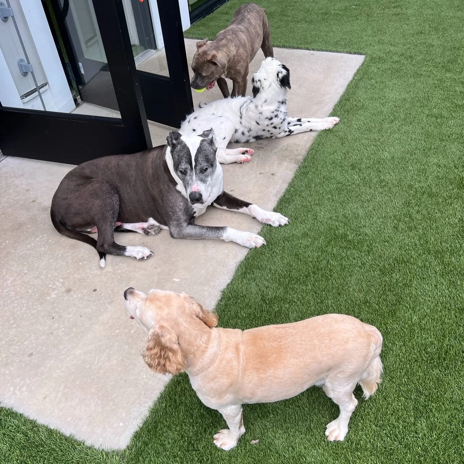 Six dogs of different breeds resting and playing outside on concrete and artificial grass near a glass door at A Place to Paws Luxury Boarding and Doggy Daycare in Bluffton, South Carolina Lowcountry